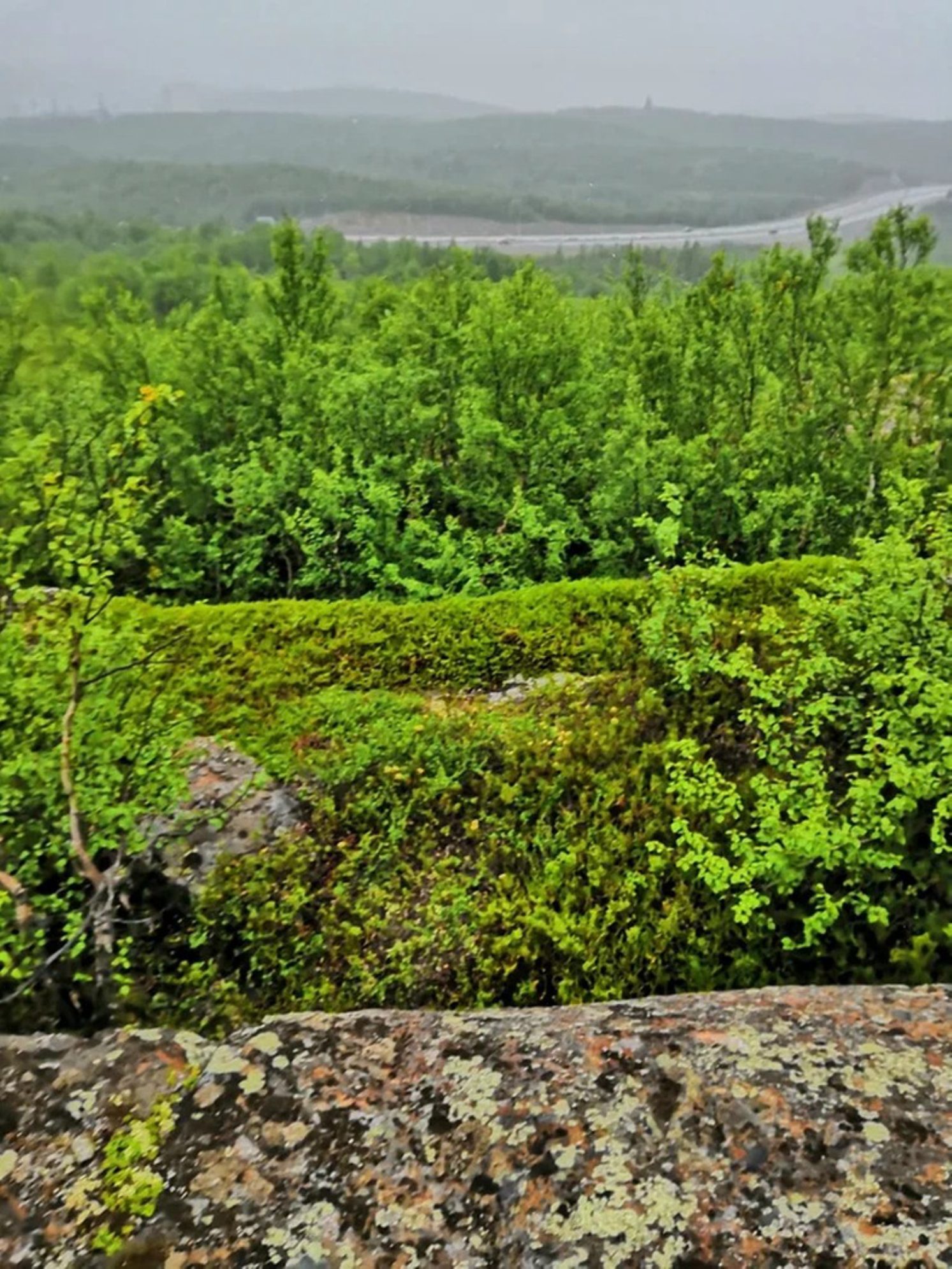 Вид на «Ленинградку» с сопки. Автор фото: Андрей Афанасьев