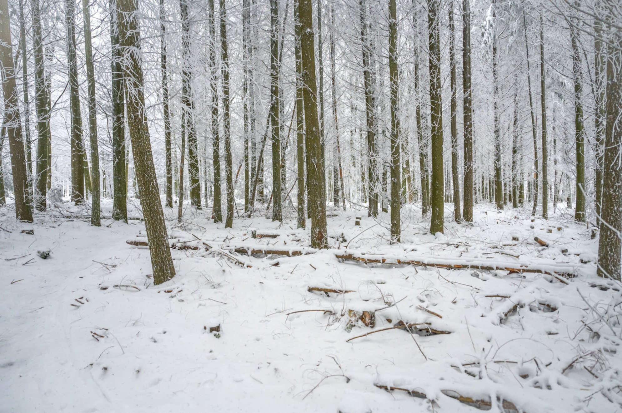 Живописный вид на зимний лес с заснеженными деревьями, Россия. Shutterstock