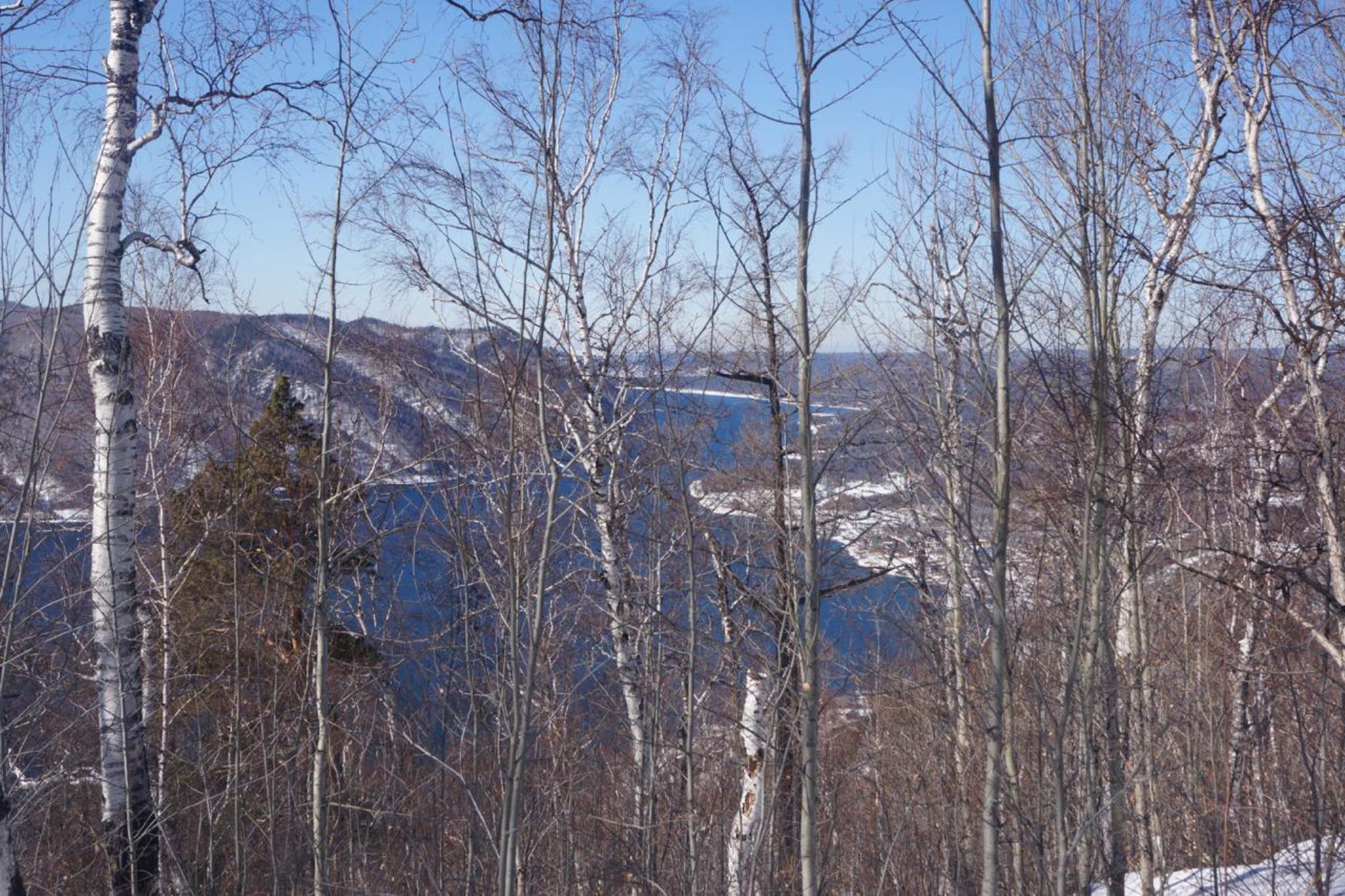 Березовая роща, Листвянка. Автор фото: Марина Тихомирова