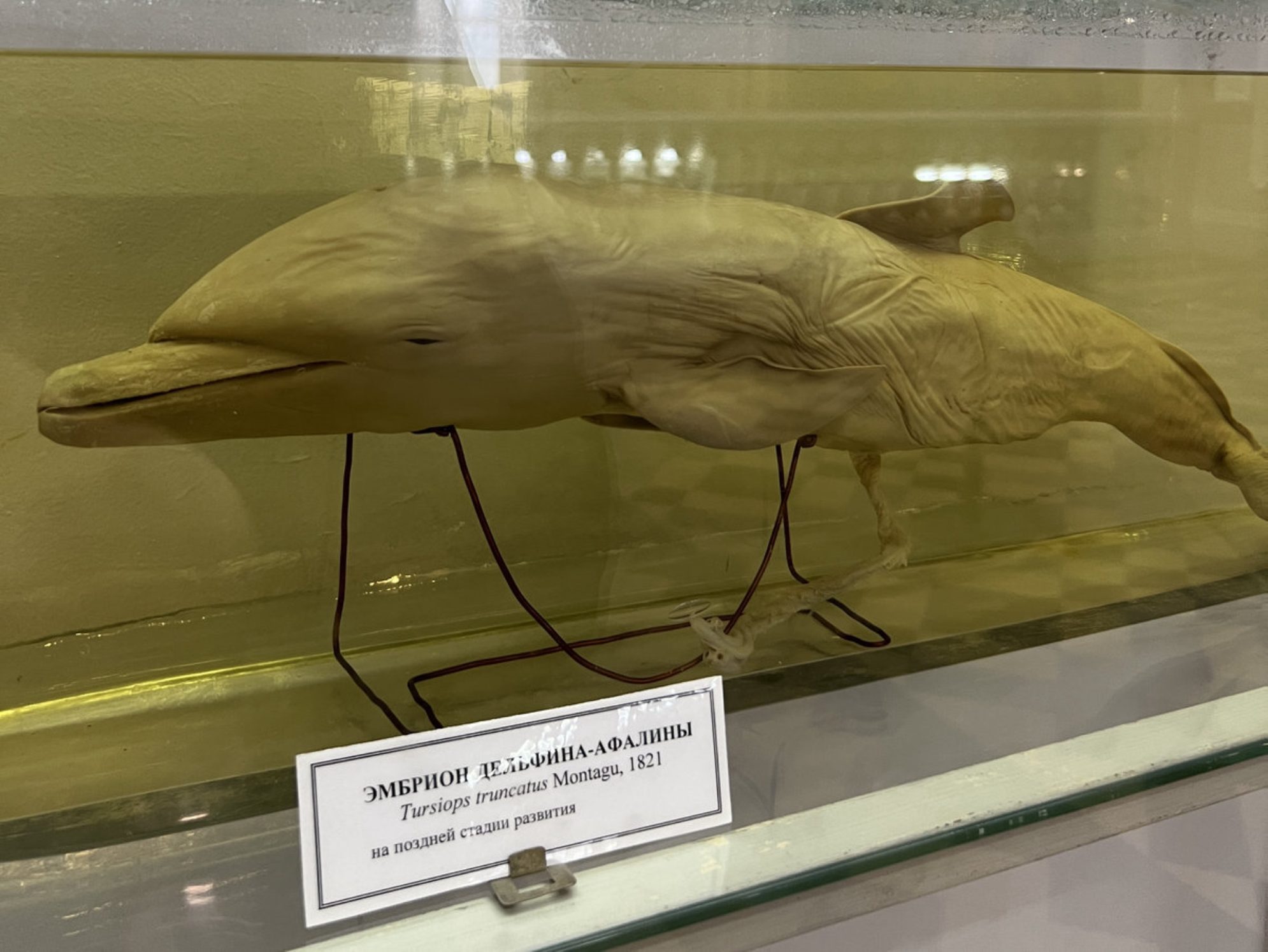 Эмбрион дельфина-афалины на поздней стадии развития. Автор фото: Маргарита Рейзес