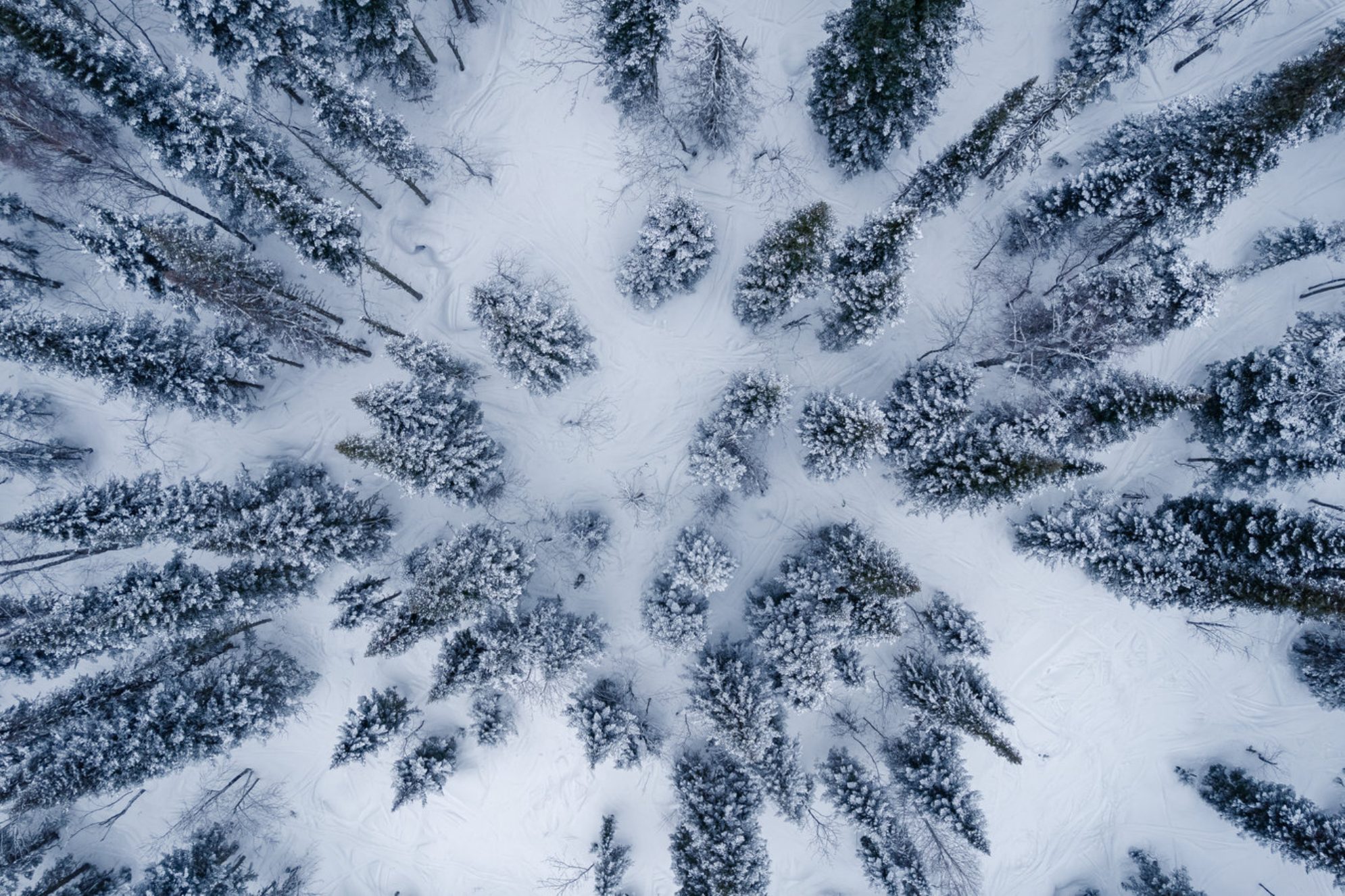 Вид сверху с высоты птичьего полета на зимний лес со свежим снегом и белыми деревьями, Алтайский край, Россия. Источник: Shutterstock