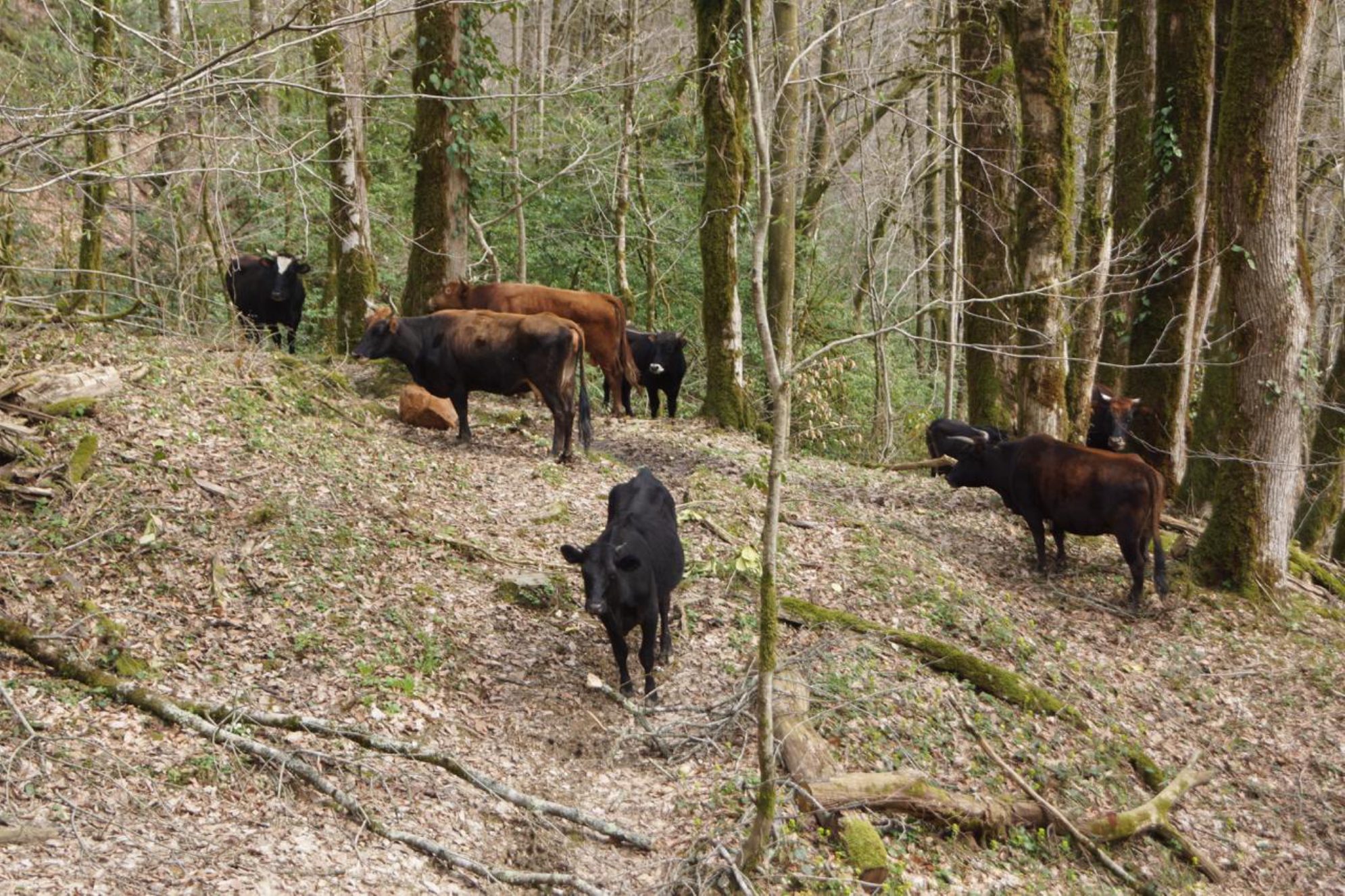 Коровы на выгуле. Автор фото: Марина Тихомирова