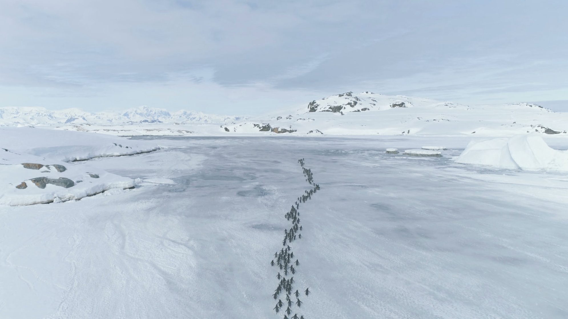 Миграция пингвинов через Антарктический Полуостров, съемка с воздуха. shutterstock.com