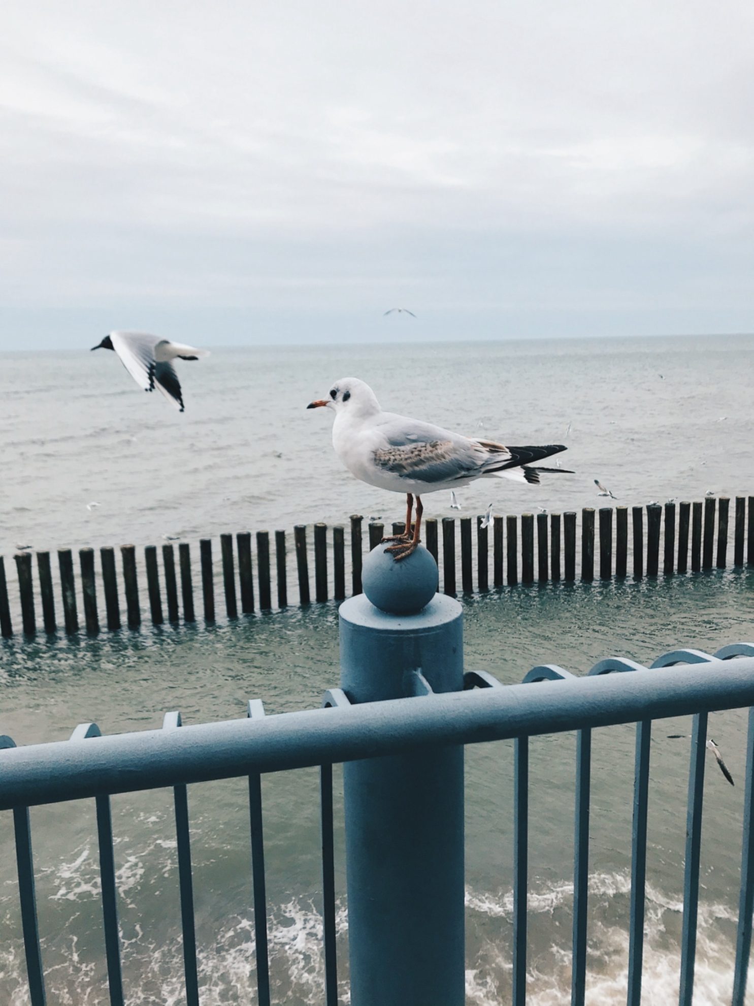Чайки на Балтийском море в Светлогорске ждут вас.Источник фото: drive.google.comАвтор: Анастасия Рейзес