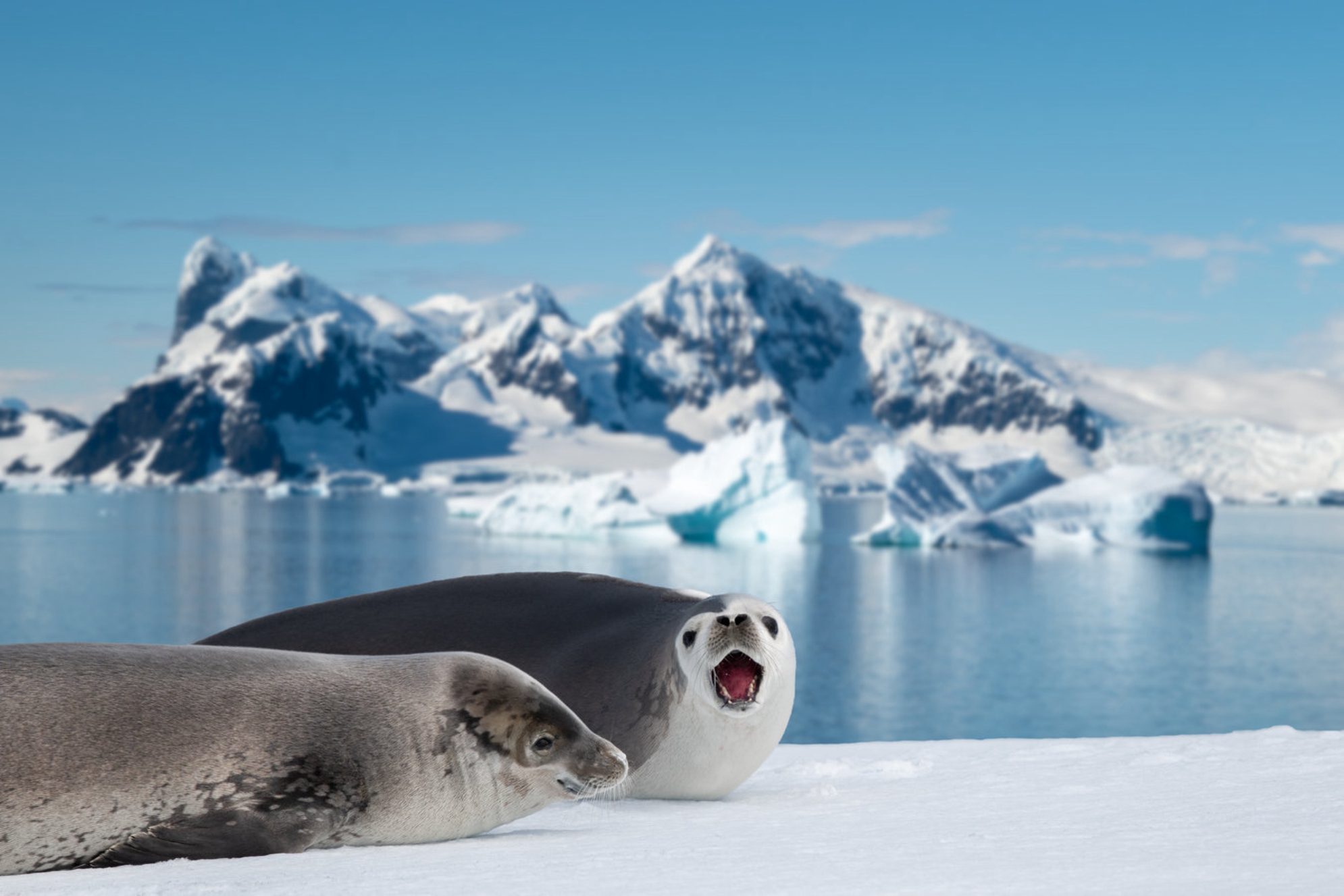 Два тюленя Уэдделла на морском льду в Антарктиде передают вам привет. shutterstock.com