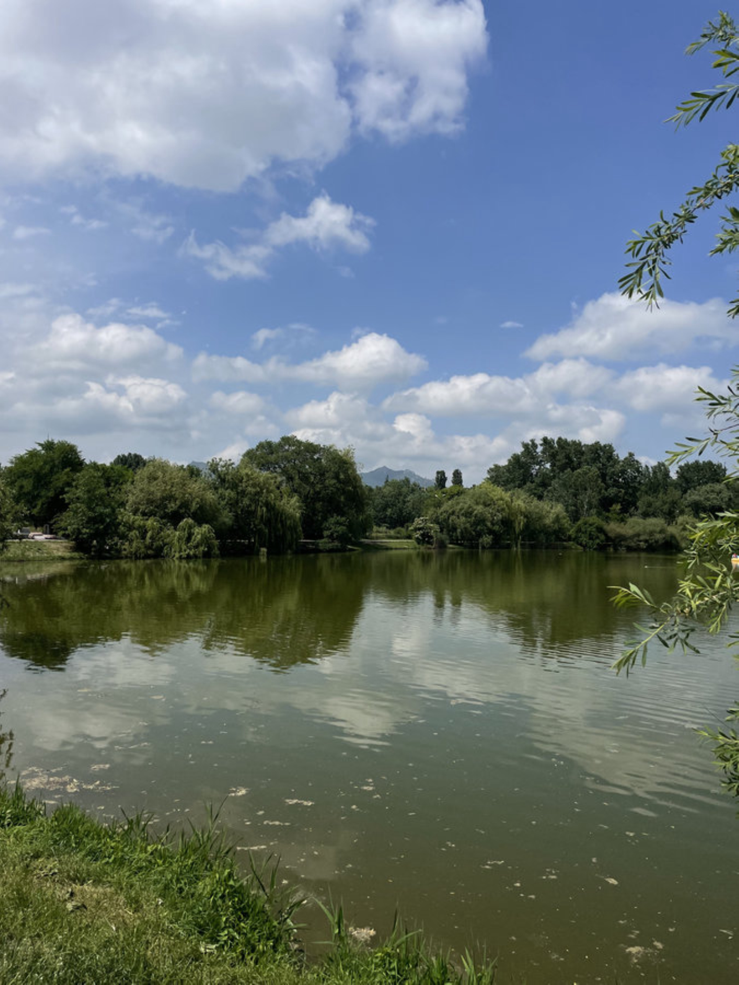 Для неспешной прогулки вокруг водоема, в котором удивительно много черепашек. Автор: Анастасия Рейзес