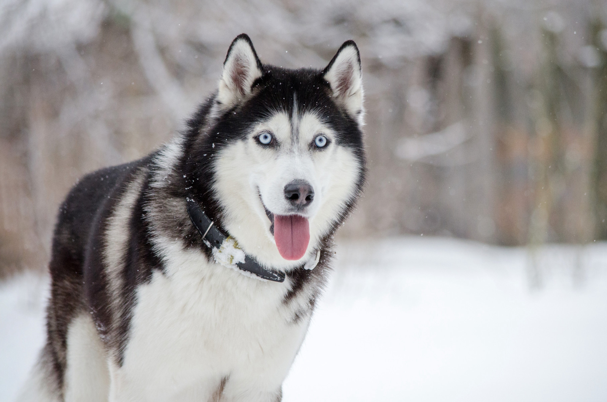 Сибирский хаски на фоне заснеженного леса. Источник: Shutterstock