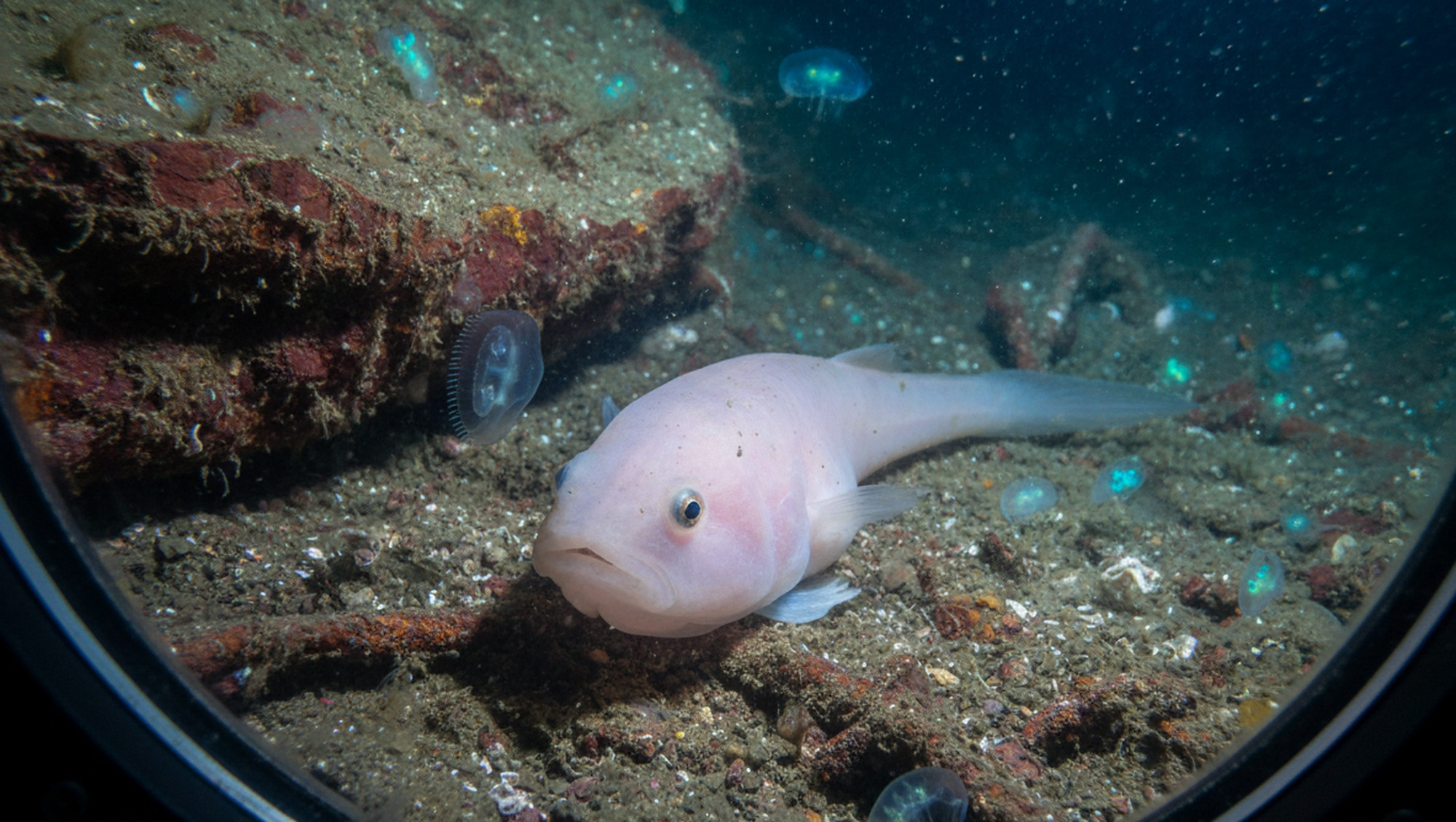 Пример рыбы-улитки, которая проживает на самом дне впадины