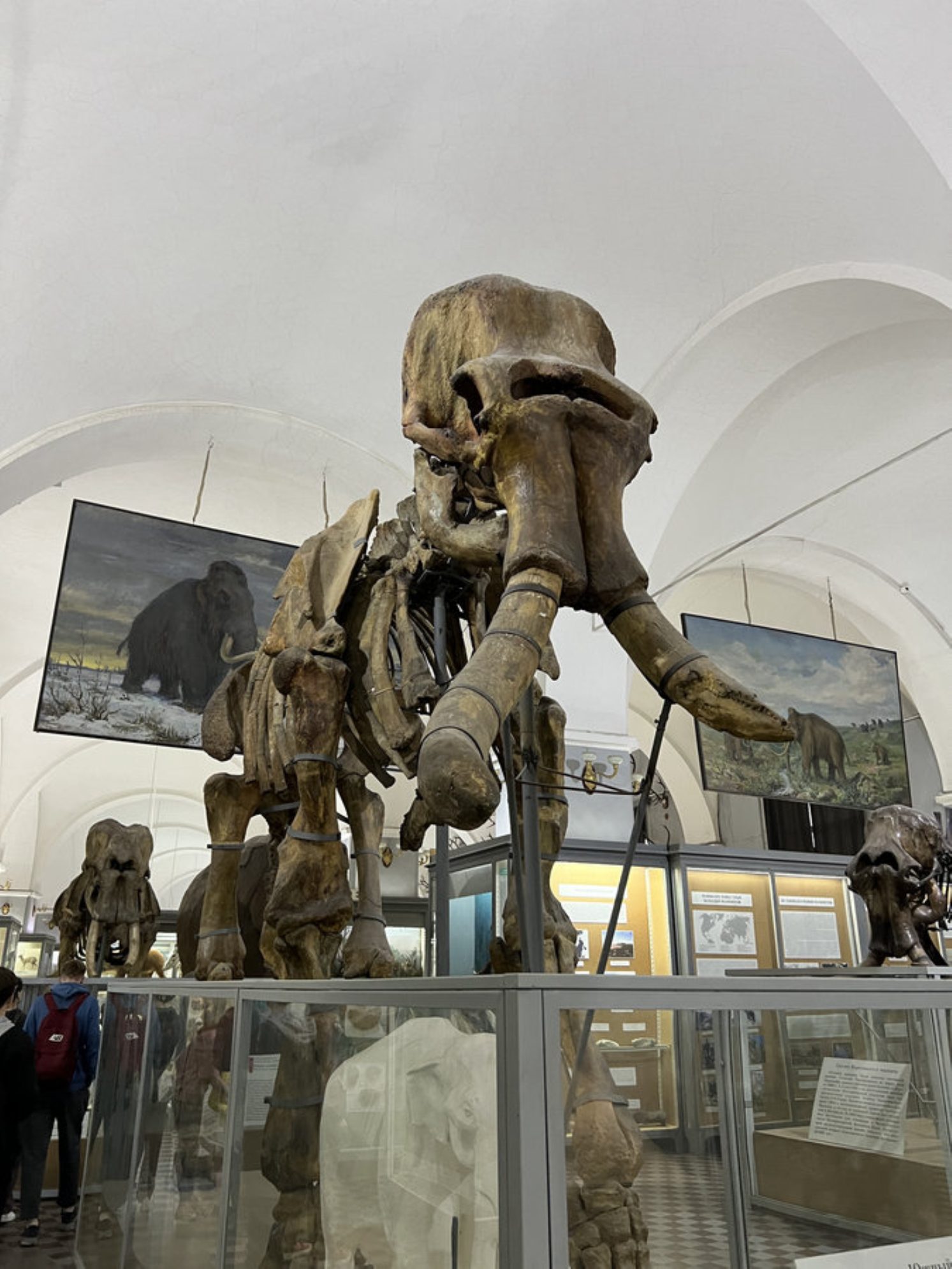 Размер мамонта - это просто невероятно. Автор фото: Маргарита Рейзес