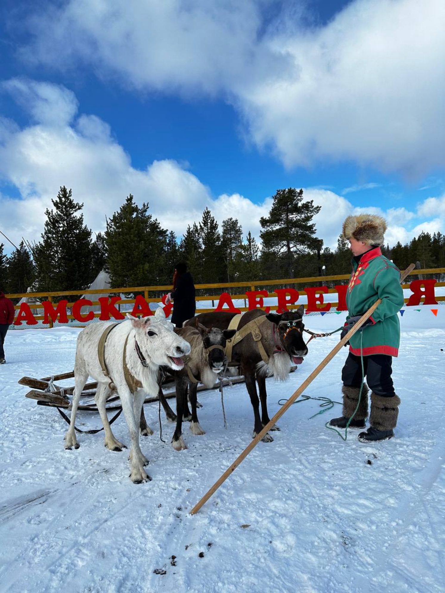 Катание в оленьей упряжке. Автор фото: Анастасия Тронькова
