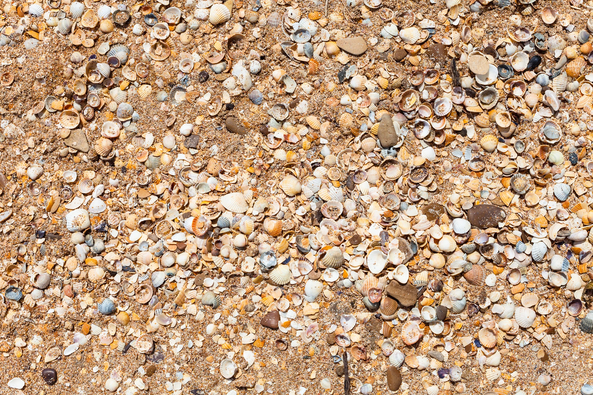 Песчаный и ракушечный пляж на побережье Азовского моря, Таманский полуостров, курорт Голубицкая. Источник: Shutterstock