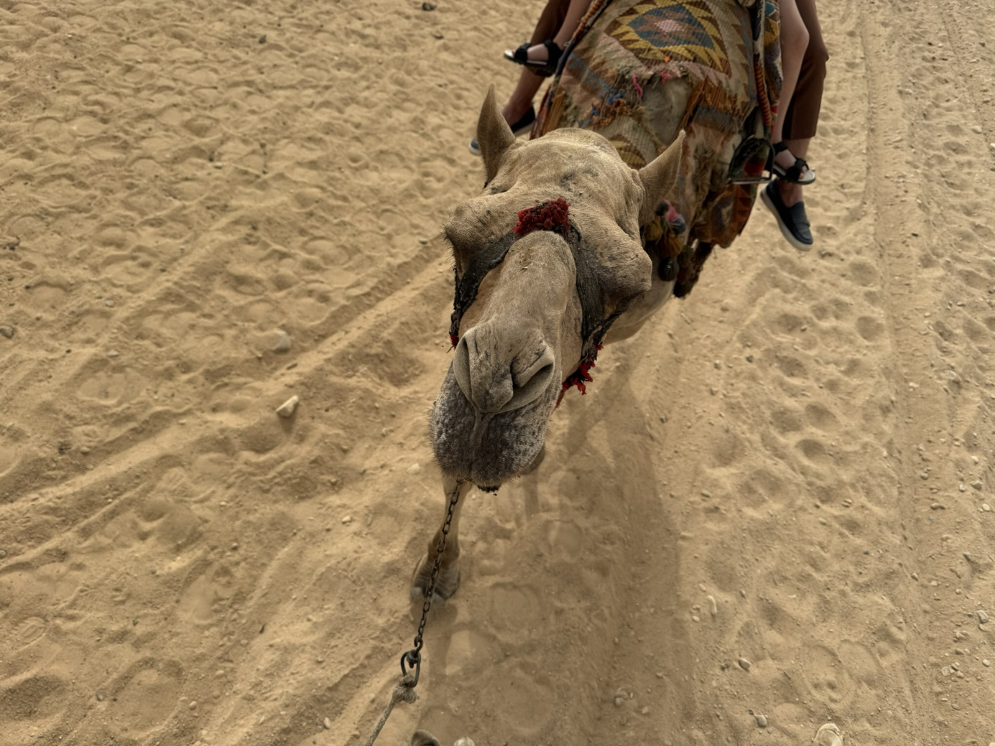 Местные бедуины предлагают довезти вас на верблюде по специальной «Верблюжьей тропе» до начала последних 750 ступеней на горе Синай. Источник: личный архив