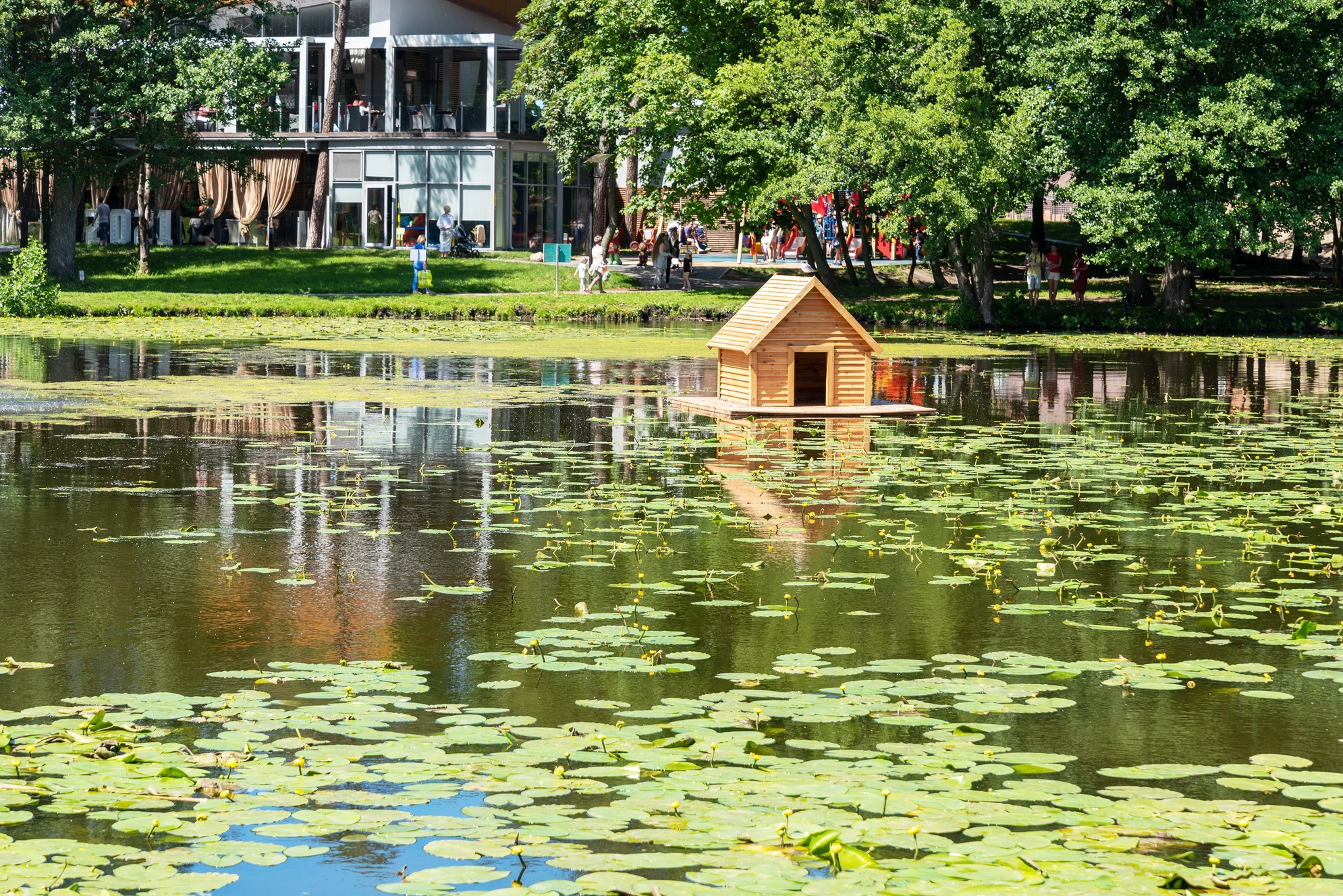 В Тортилином пруду растут кувшинки и водяные лилии и обитают утки и лебеди. Источник: Shutterstock