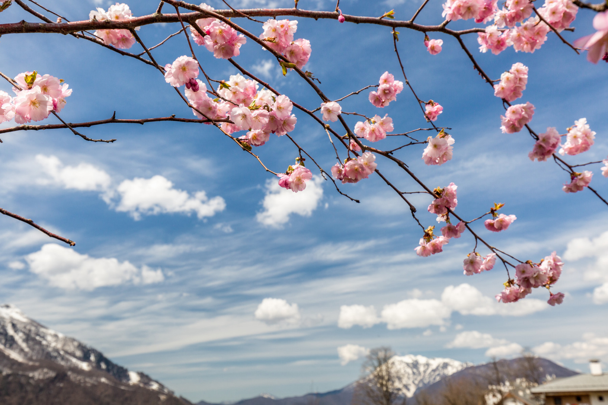 Цветение вишневого дерева с видом на заснеженные горы весной, Сочи. Источник: Shutterstock