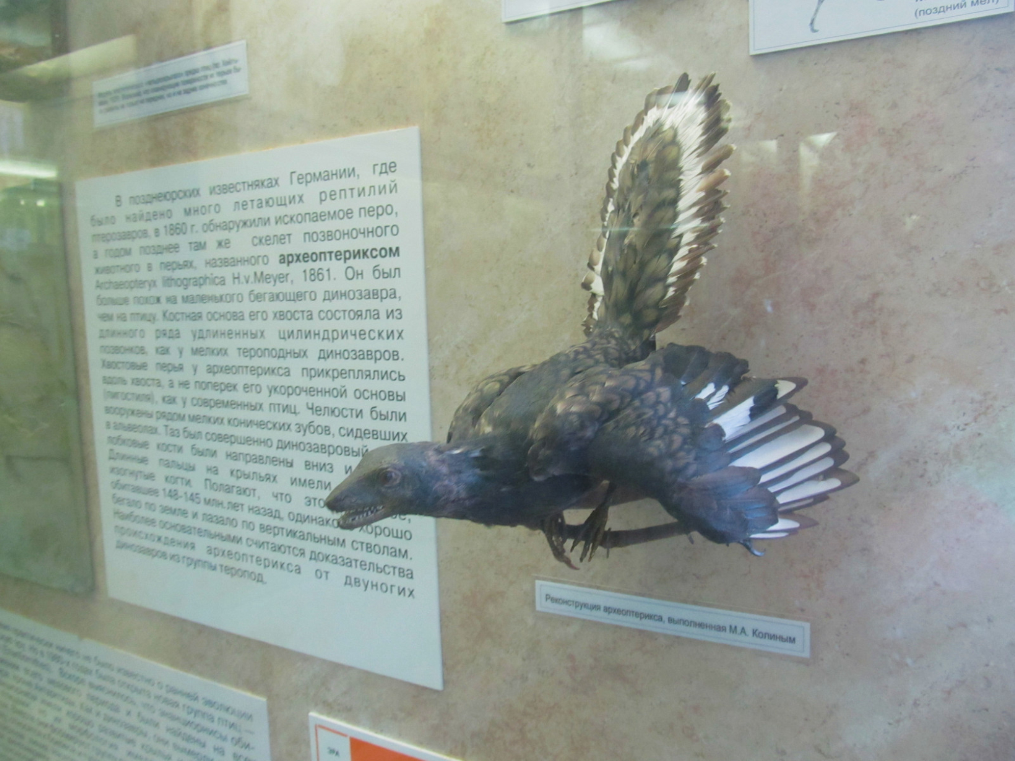 Имеется информация не только о видах, существующих по сей день, но и о древних представителях фауны