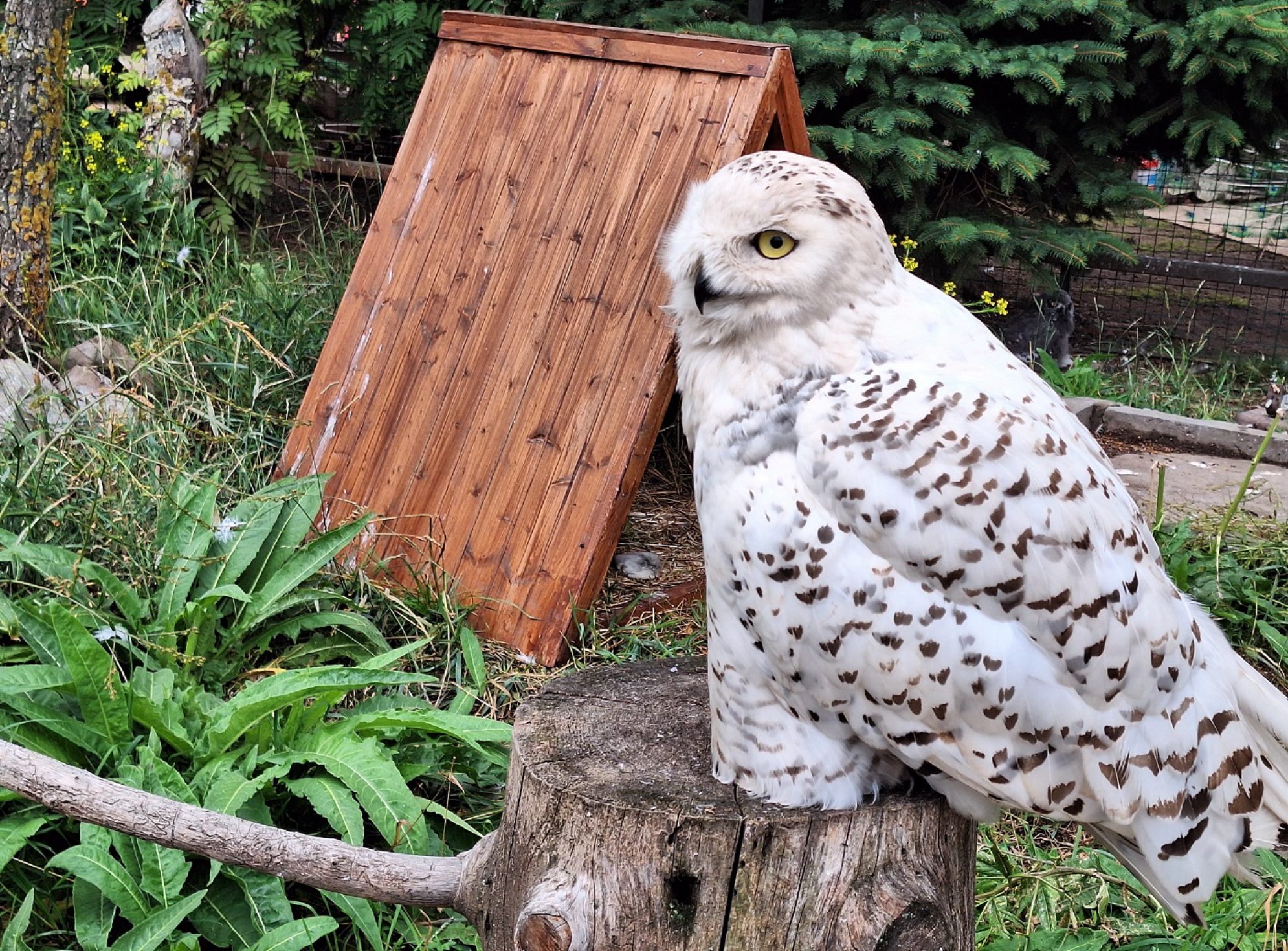 Полярная сова. Автор фото: Ирина Дорофеева