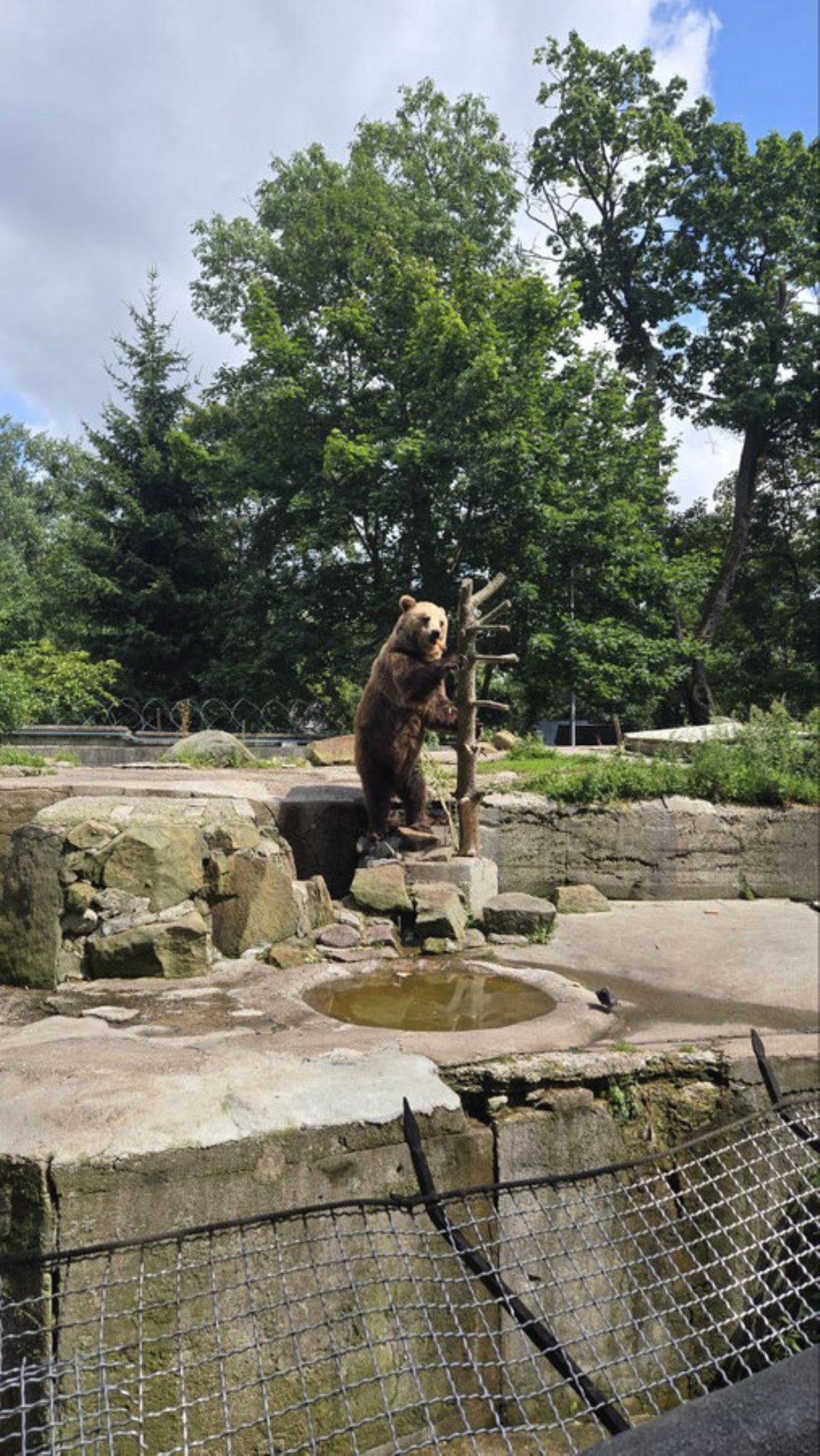 Огромной популярностью среди гостей пользуется бурый мишка. Автор фото: Александр Мокин