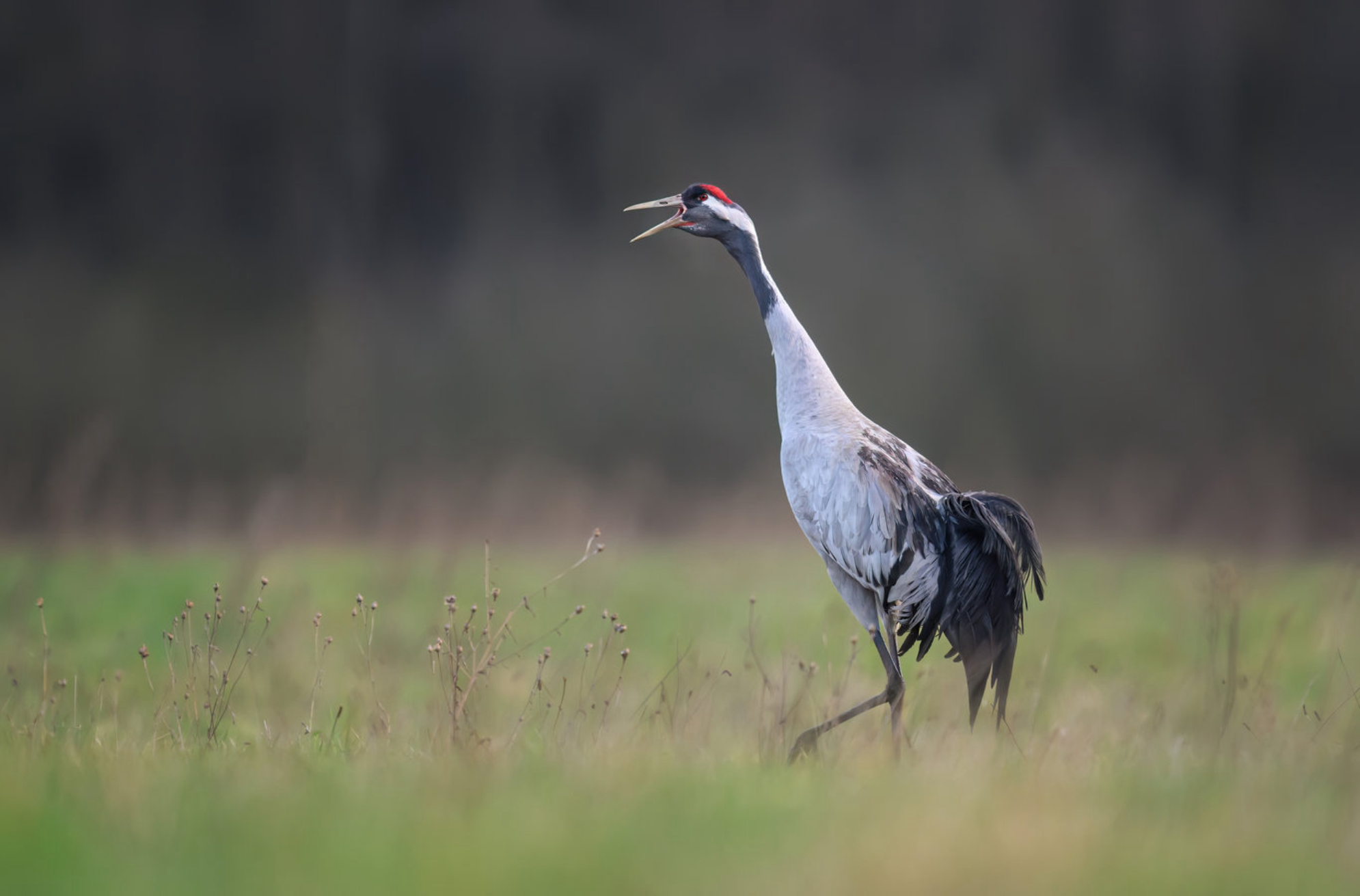 Заповедник охраняет популяцию редких видов журавлей. shutterstock.com