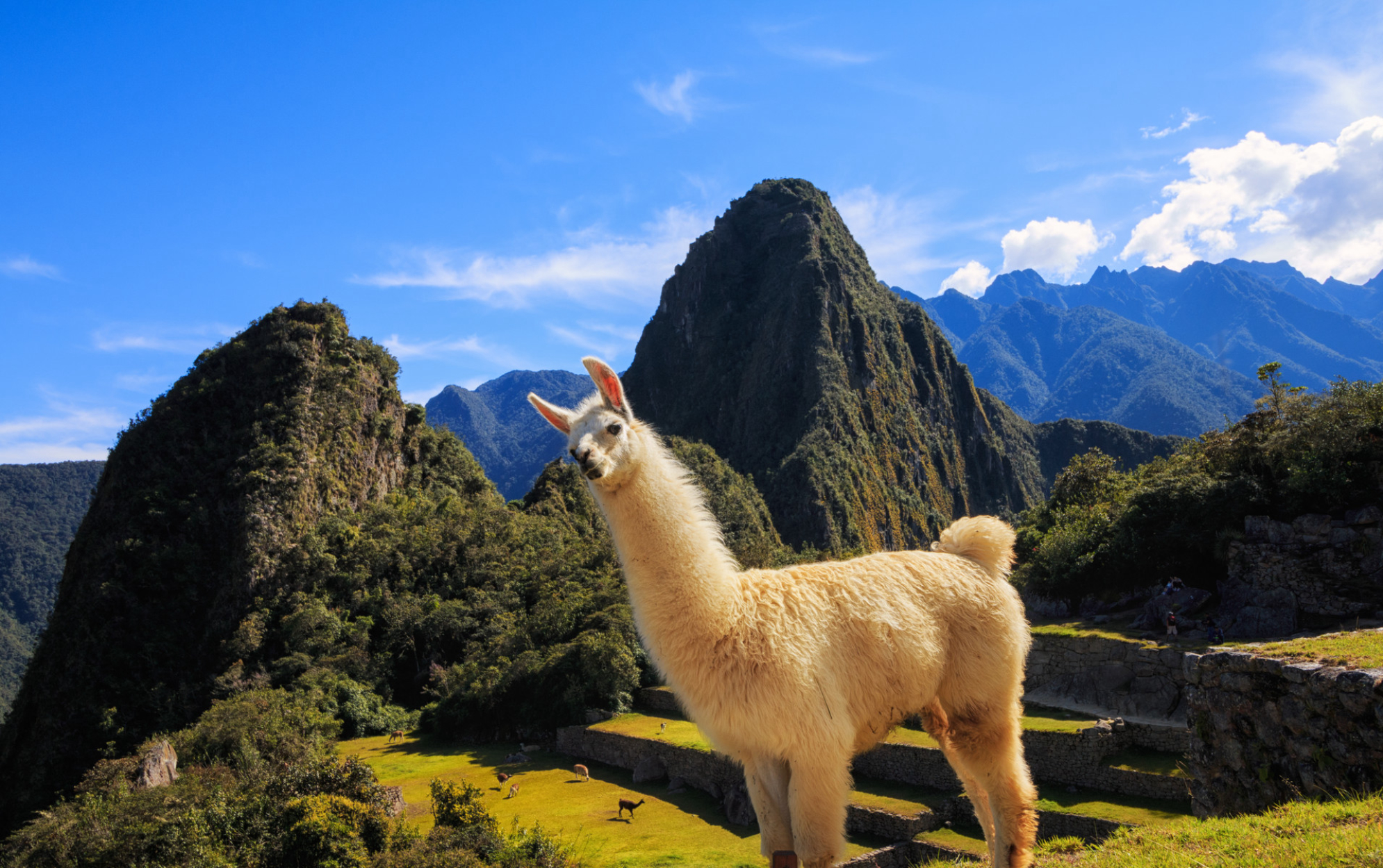 Лама в Мачу-Пикчу, Перу Shutterstock