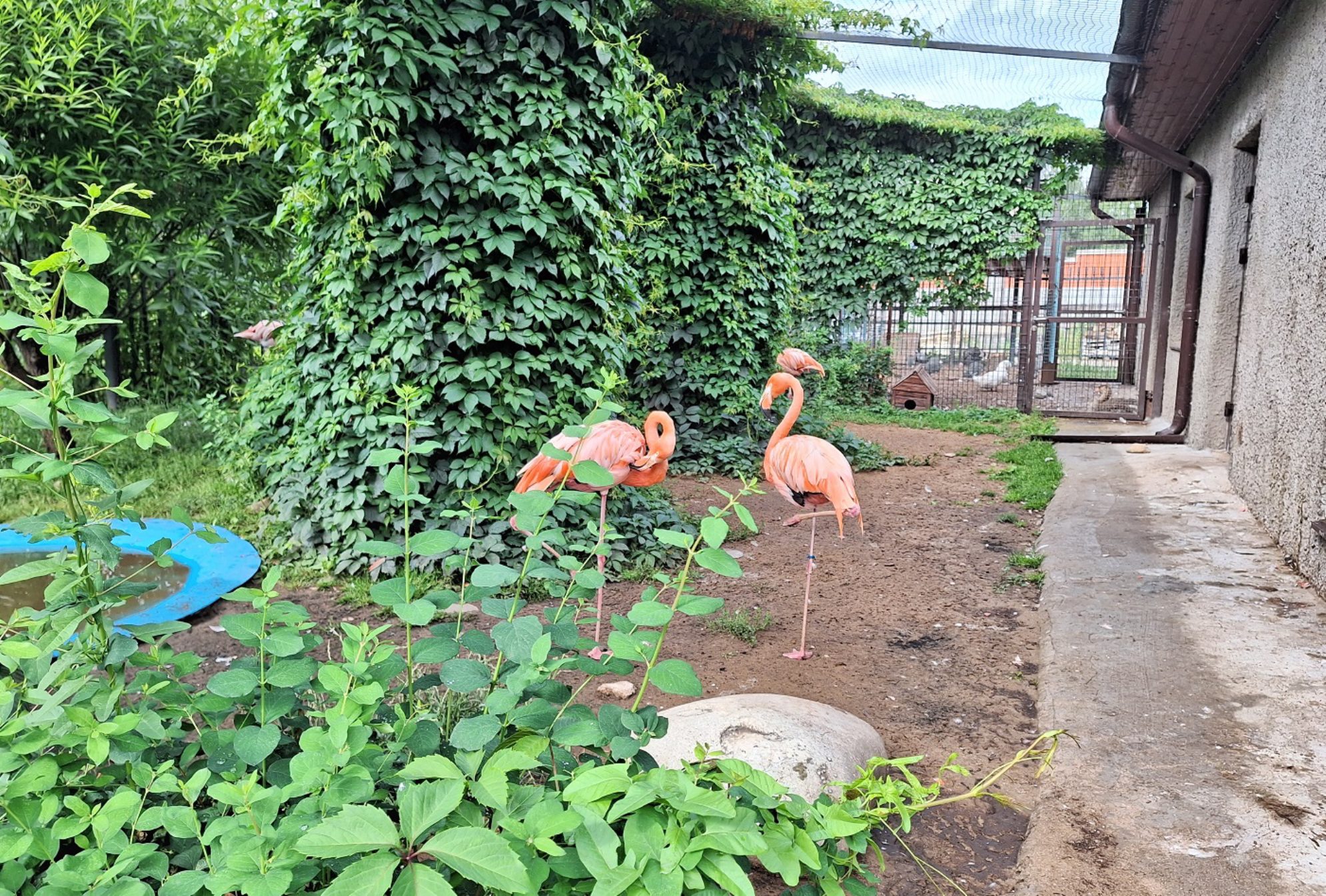 Фламинго. Автор фото: Ирина Дорофеева