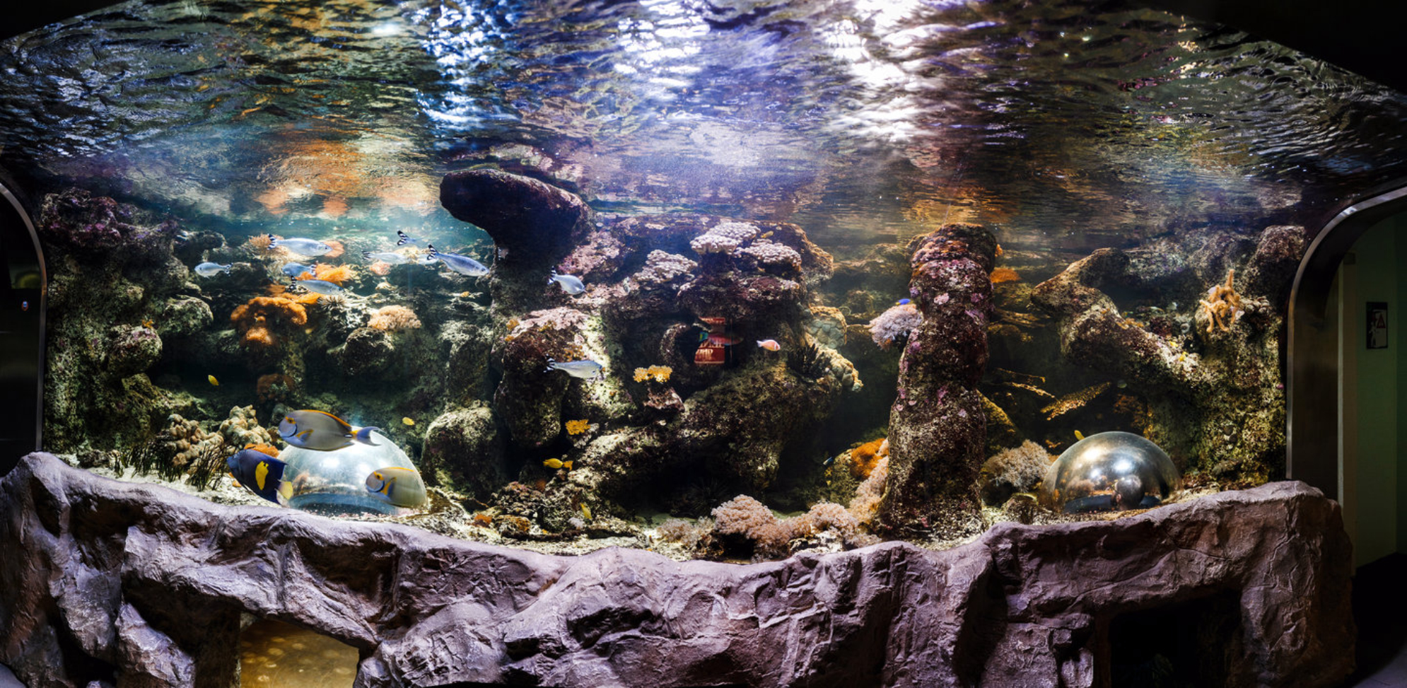 Один из гигантских аквариумов Москвариума, Москва. Источник: Shutterstock