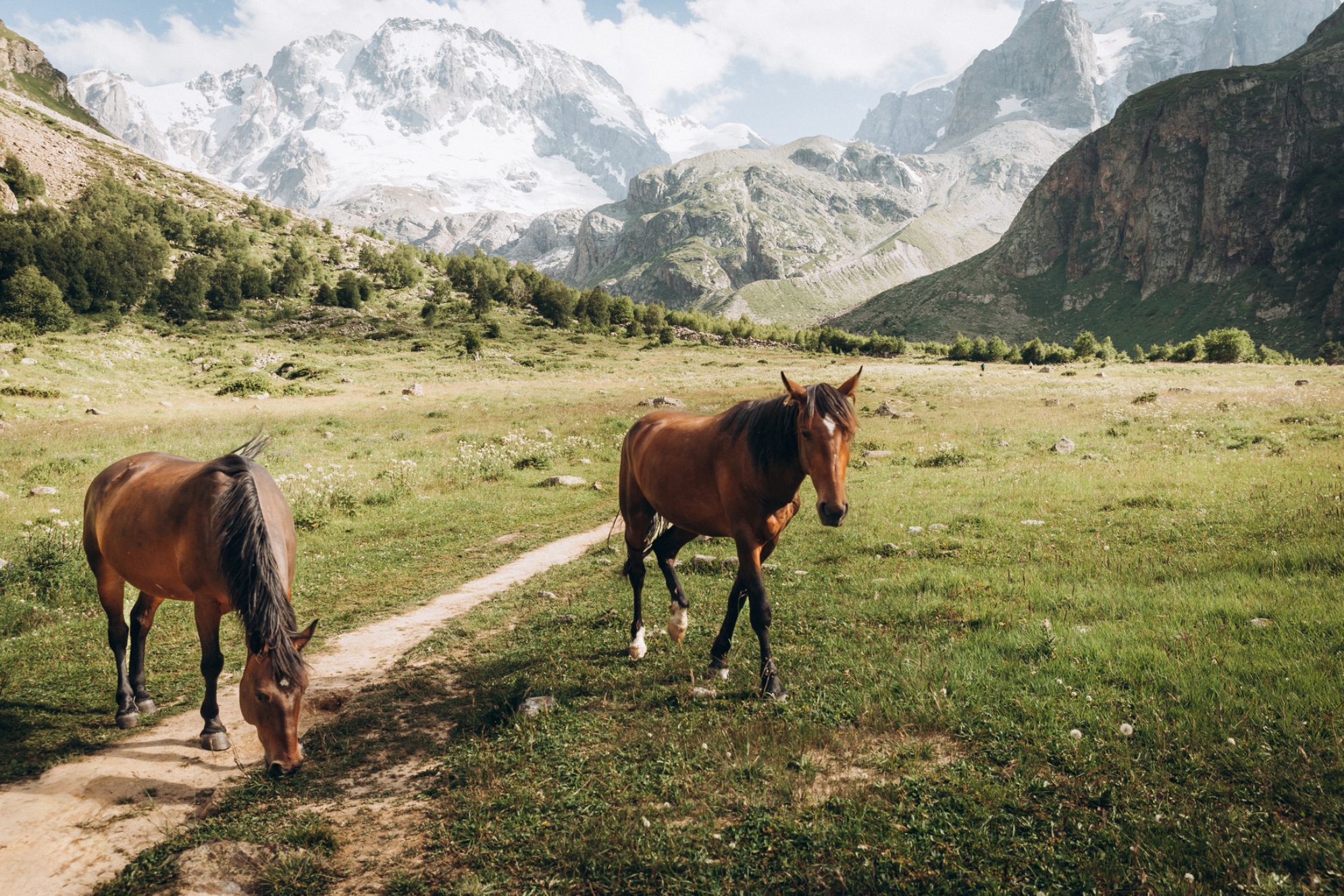 Лошади на горном пастбище в горах Уллу-Тау, Кабардино-Балкария. Источник: Shutterstock
