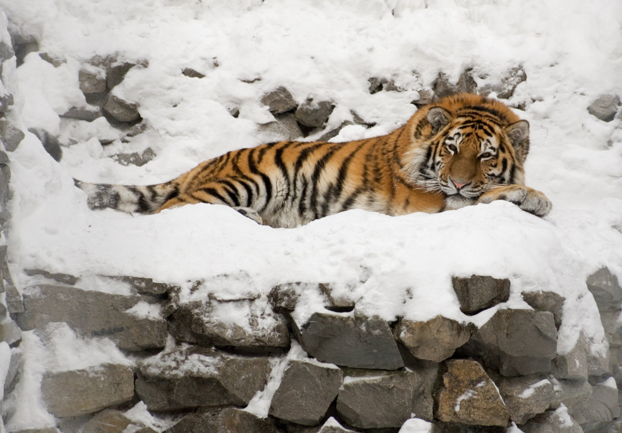 Тигр в новосибирском зоопарке зимой. Новосибирск, Россия. Shutterstock