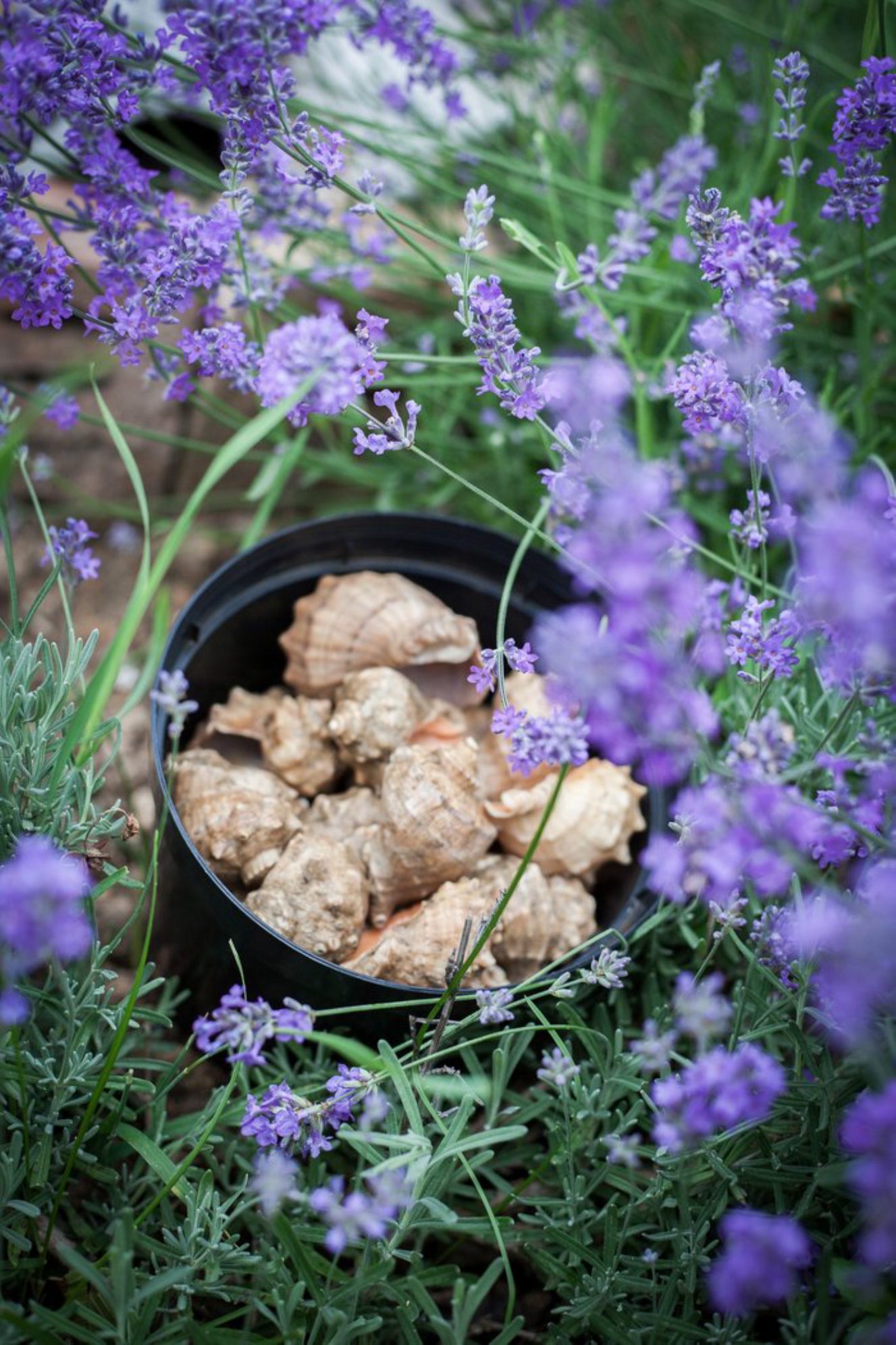 Рапаны в цветах.