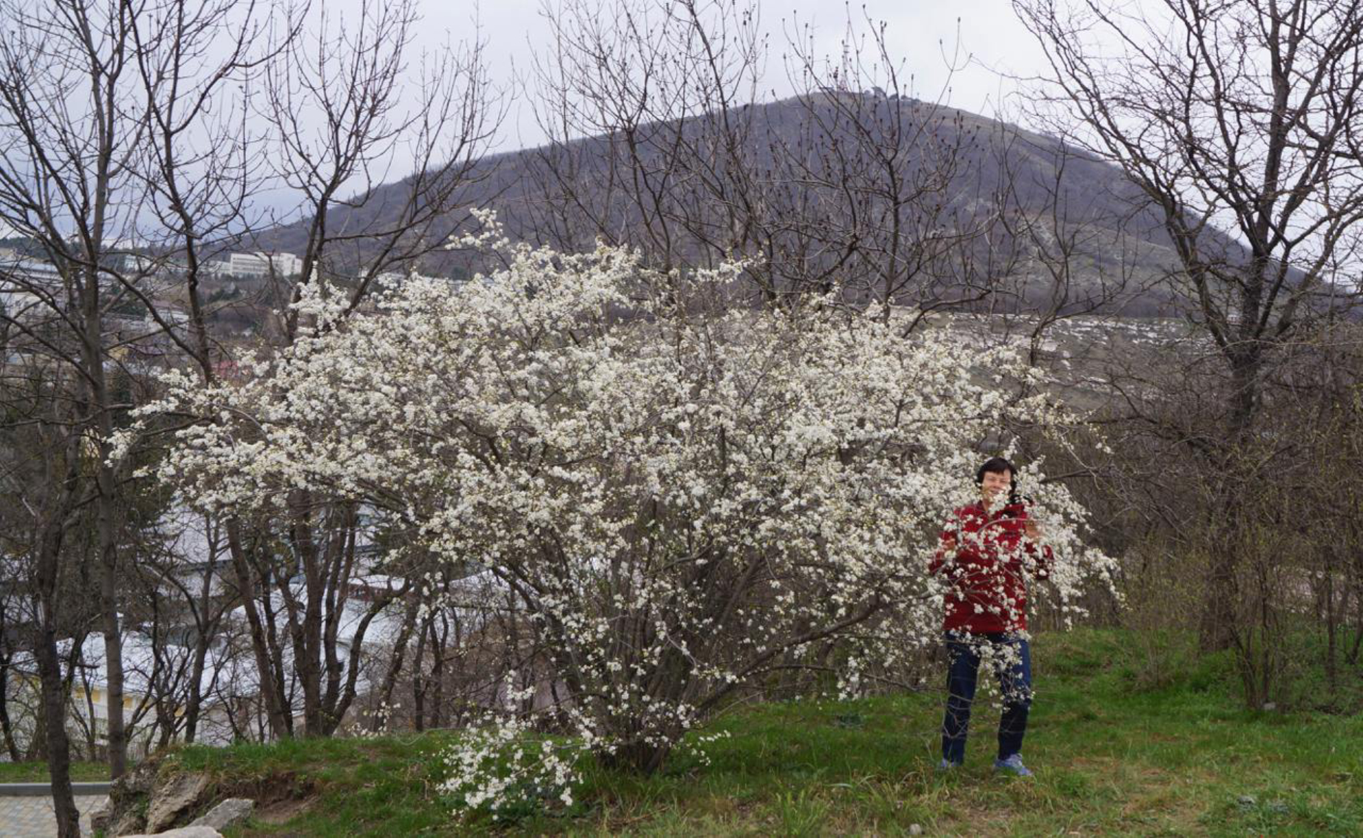 В Пятигорске в апреле уже цветут яблони. Автор фото: Марина Тихомирова