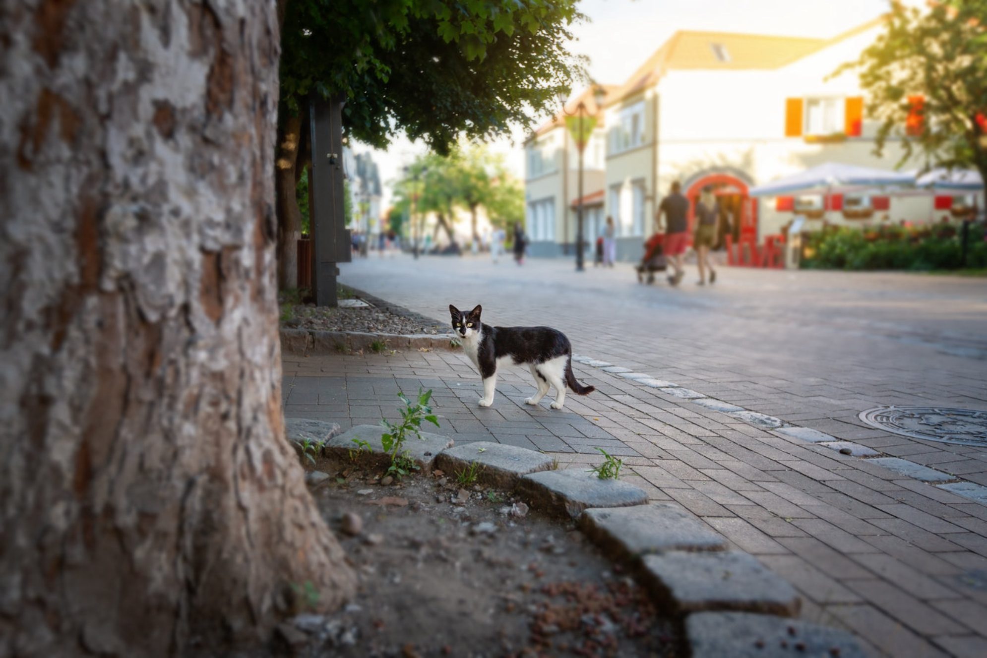 Зеленоградск - это город котов. Здесь есть граффити, скульптуры и даже кошачий светофор. Ну и самих котиков на улицах города предостаточно. Источник: Shutterstock