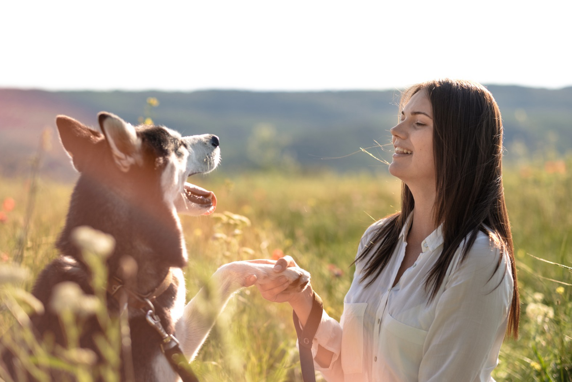 В «Хаски Центре Сочи» собаки дружелюбны и привыкли к посетителям.