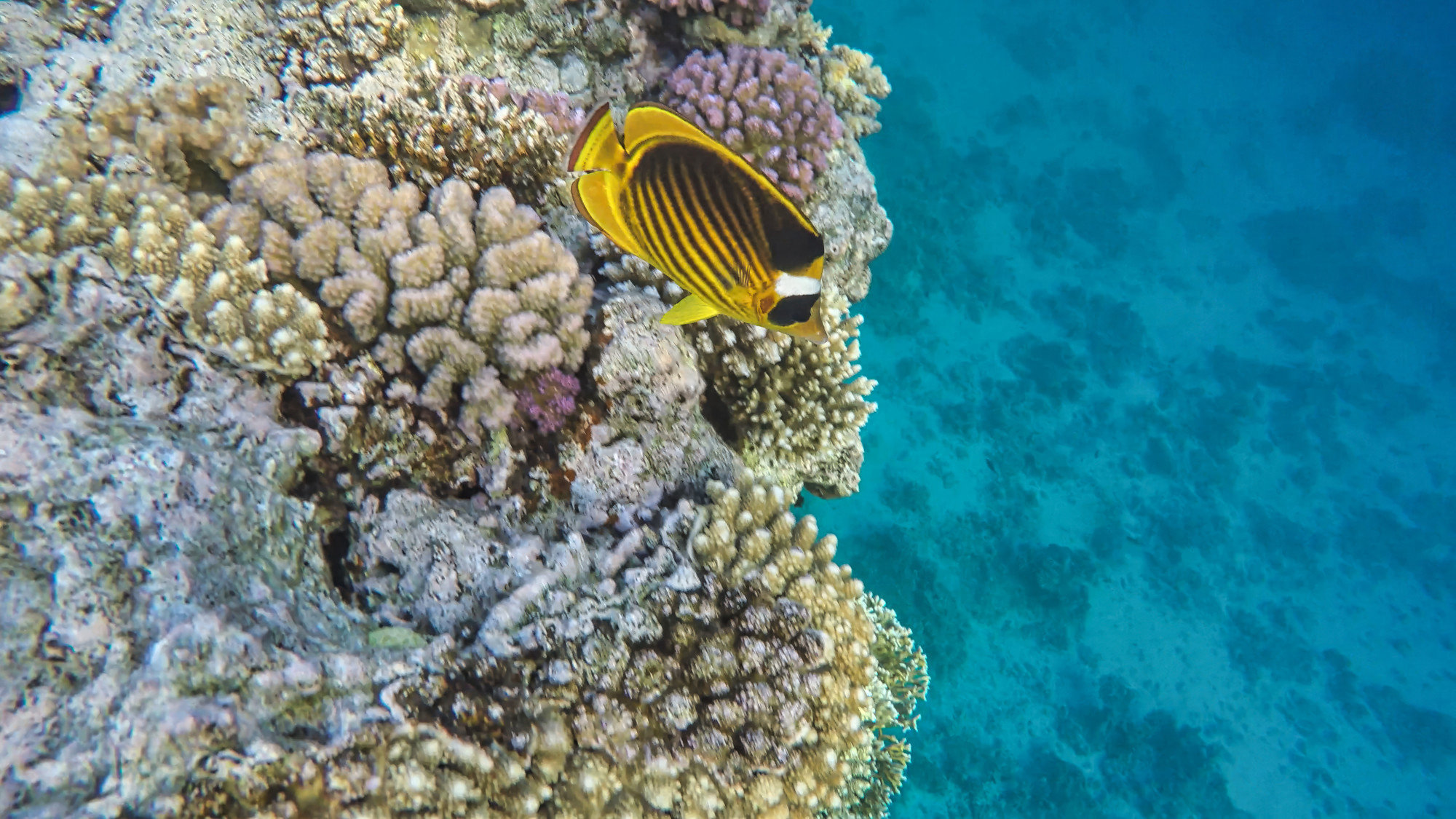 Рифы и подводные обитатели Красного моря. Источник: Shutterstock