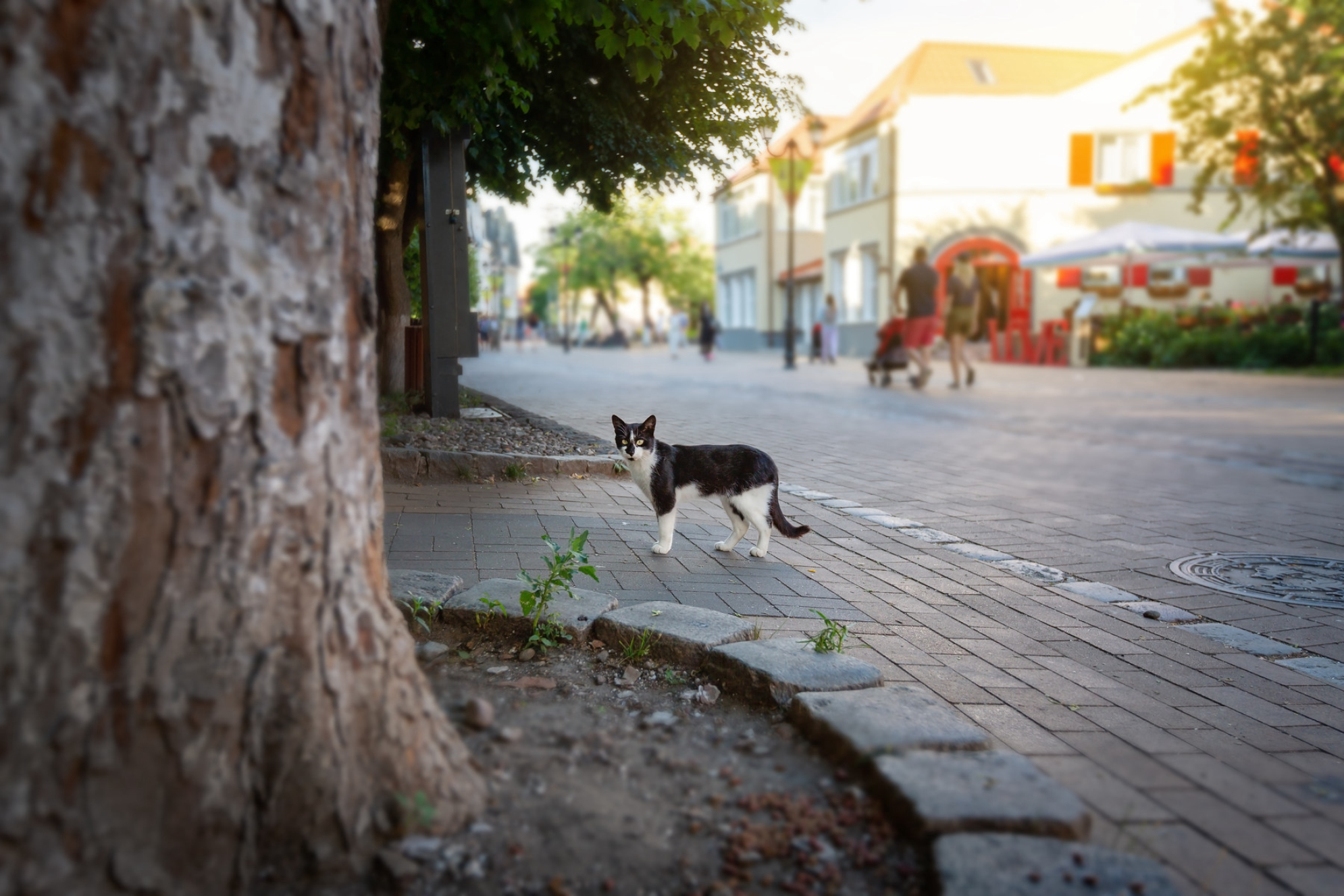 Котик на Курортном проспекте в Зеленоградске. Источник: Shutterstock