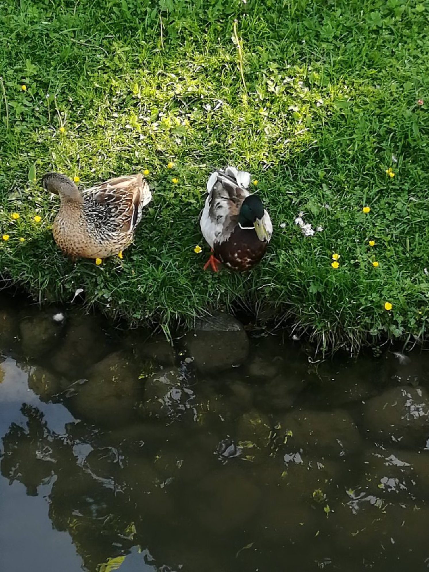 Утки и лебеди - постоянные обитатели местных прудов в теплое время. Автор фото: Т.Леднева