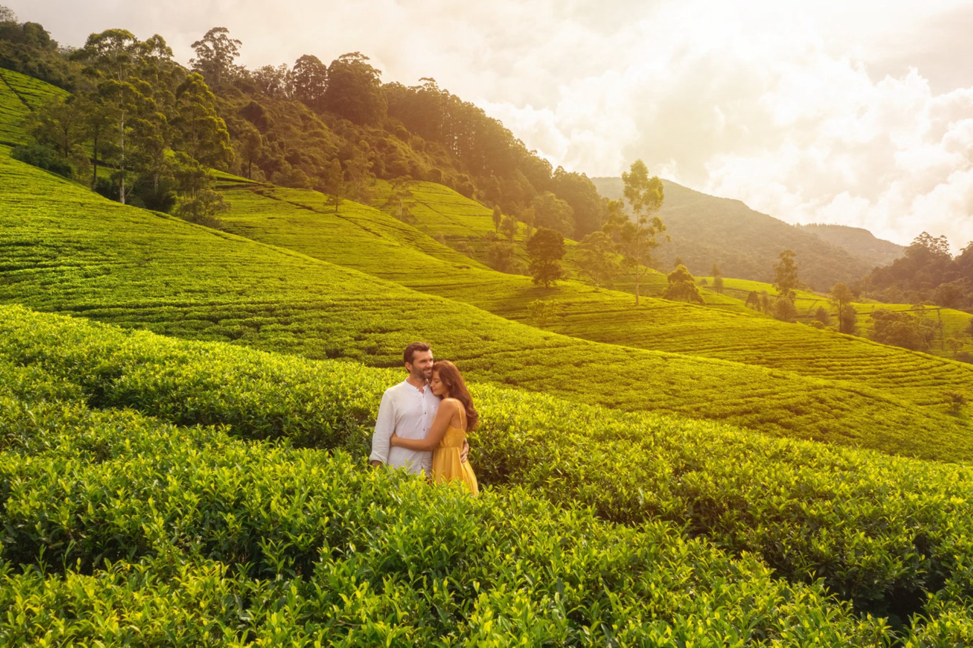 Шри-Ланка - чайное королевство. shutterstock.com