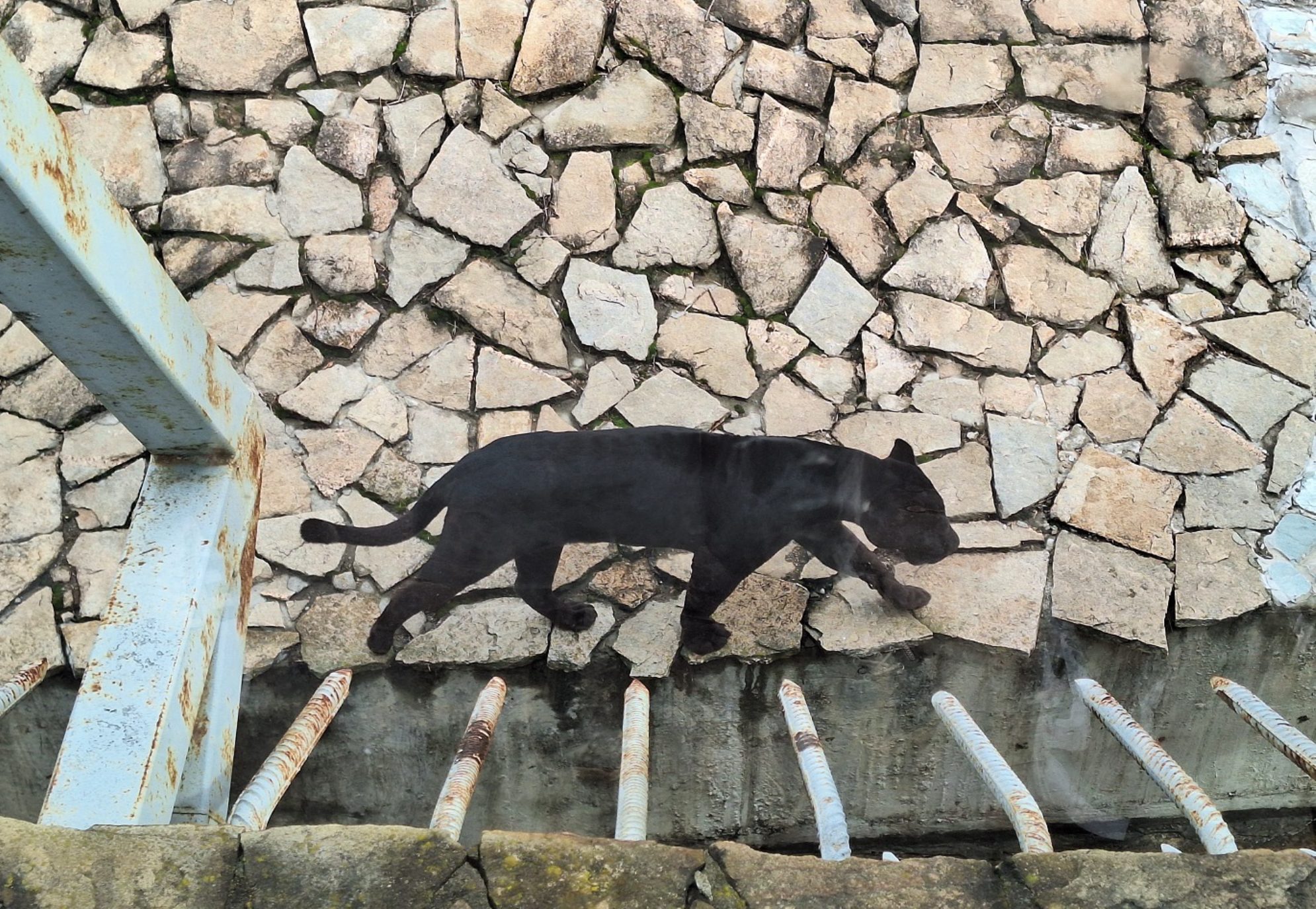 Пантера. Автор фото: Ирина Дорофеева