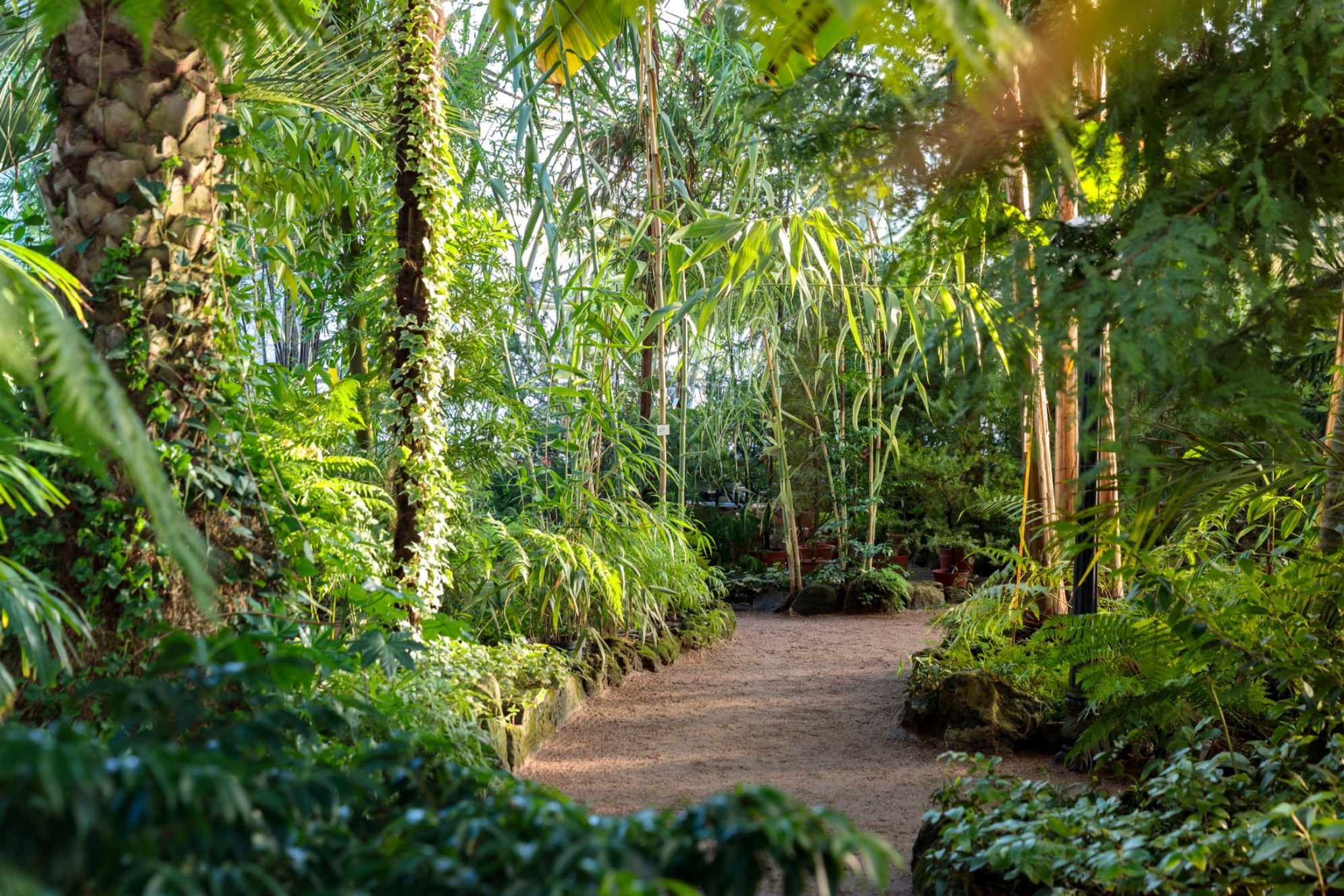 Вид на старую тропическую оранжерею Ботанического сада в Санкт-Петербурге. Источник: Shutterstock