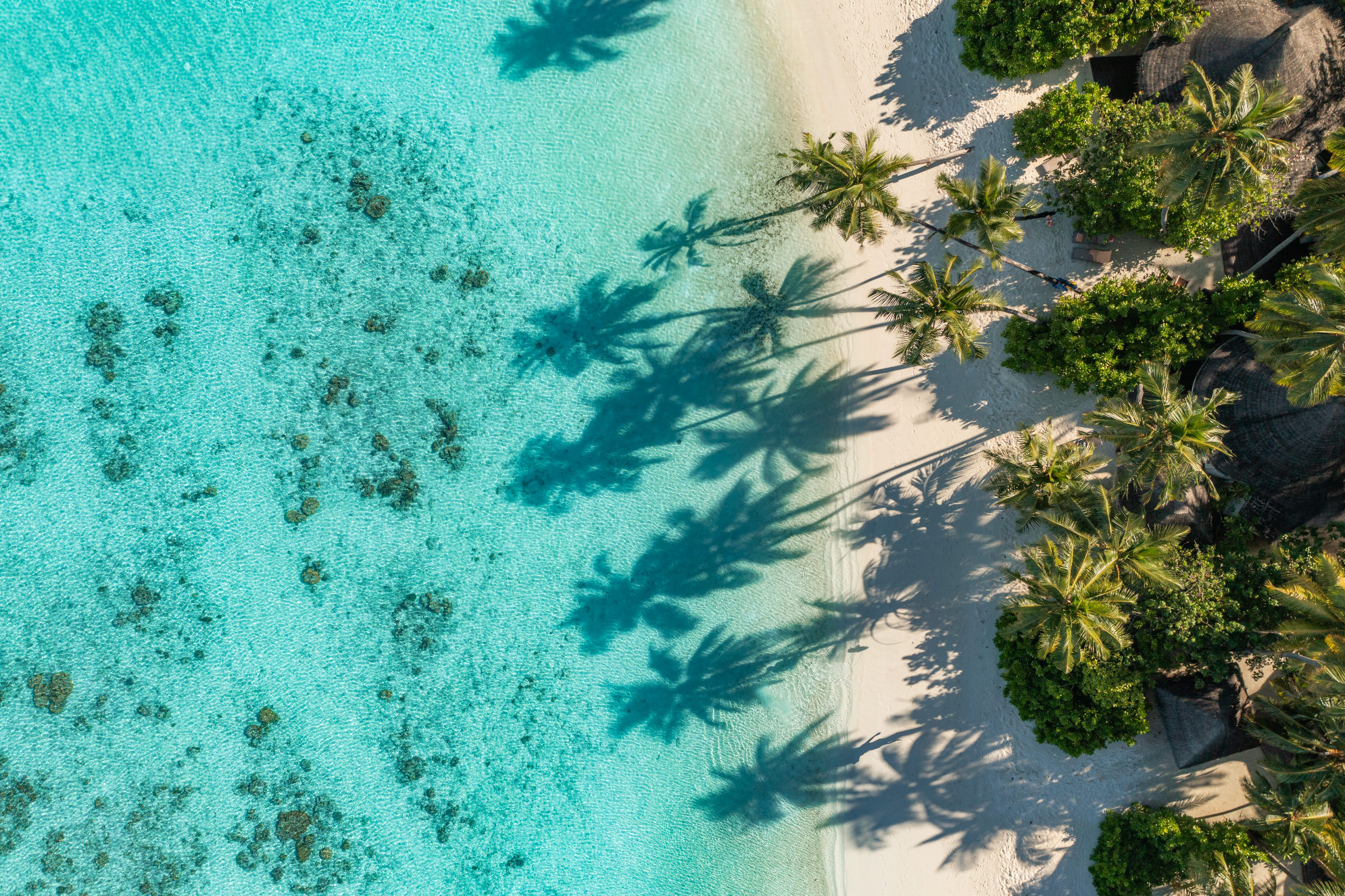Вид сверху на тропический пляж с пальмами, Мальдивы. Источник: Shutterstock