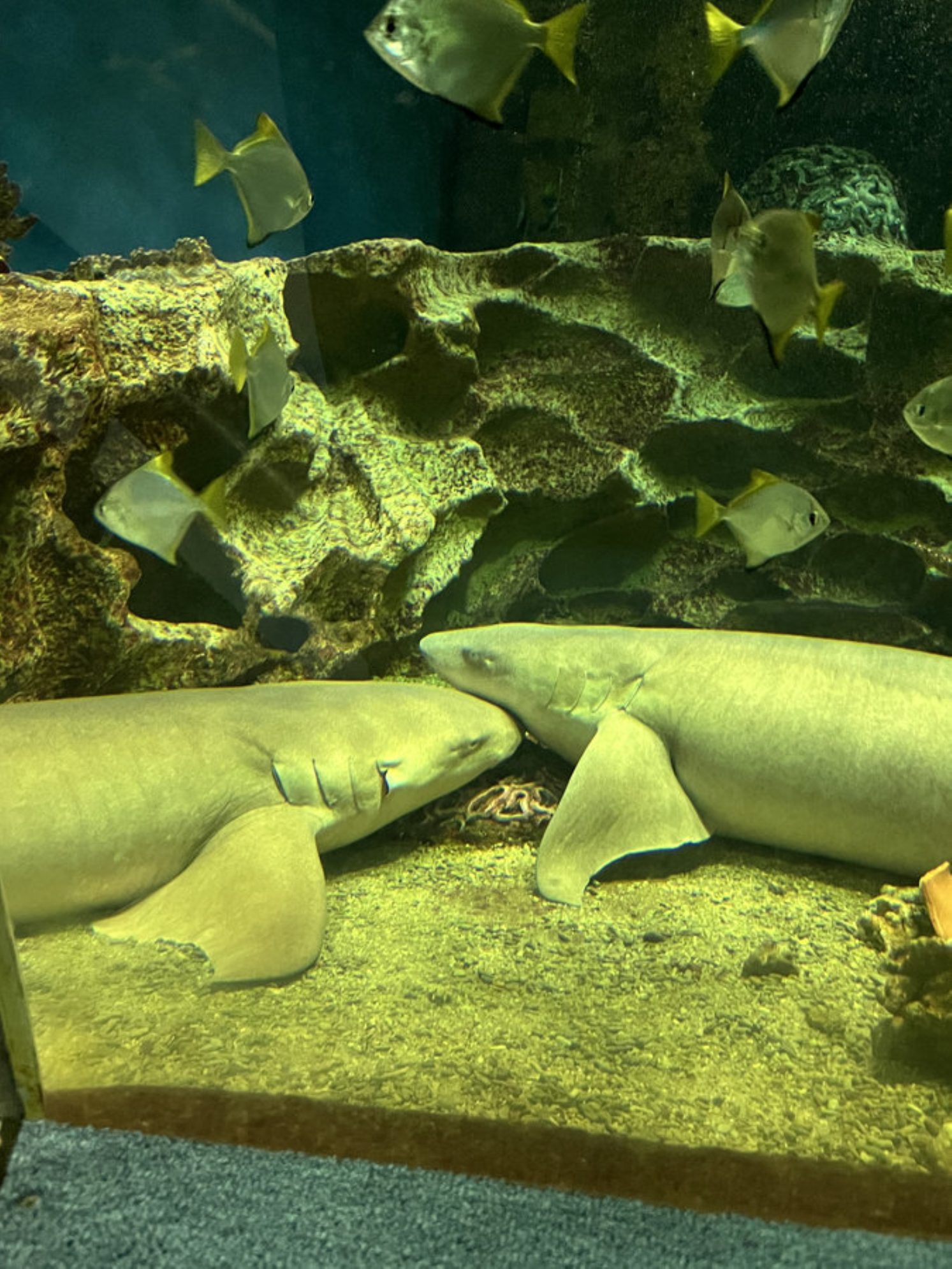 Милые акулы отдыхают вместе. Автор фото: Маргарита Рейзес