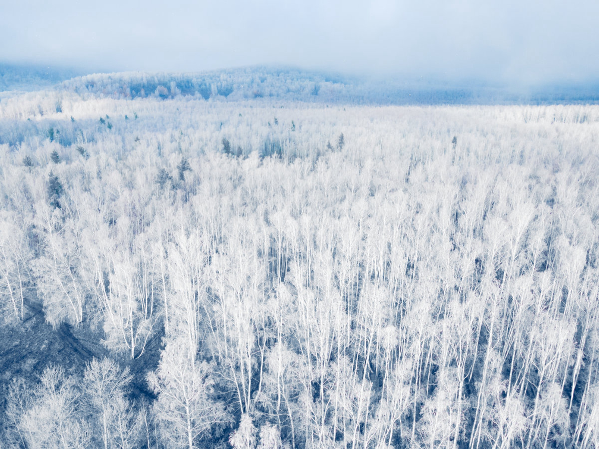 Белые замерзшие деревья в зимнем лесу на туманном восходе солнца. Россия. Shutterstock