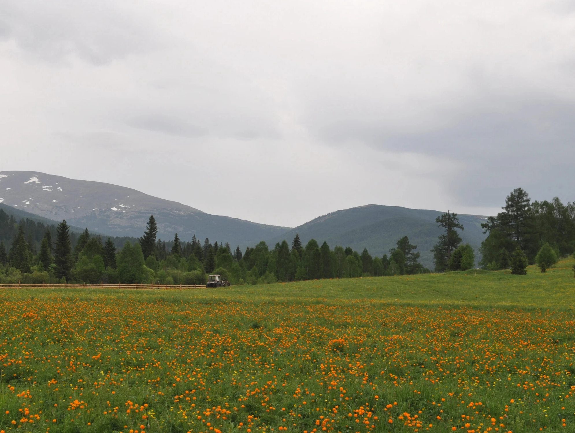 Цветы - «огоньки». Автор фото: Ирина Жарикова