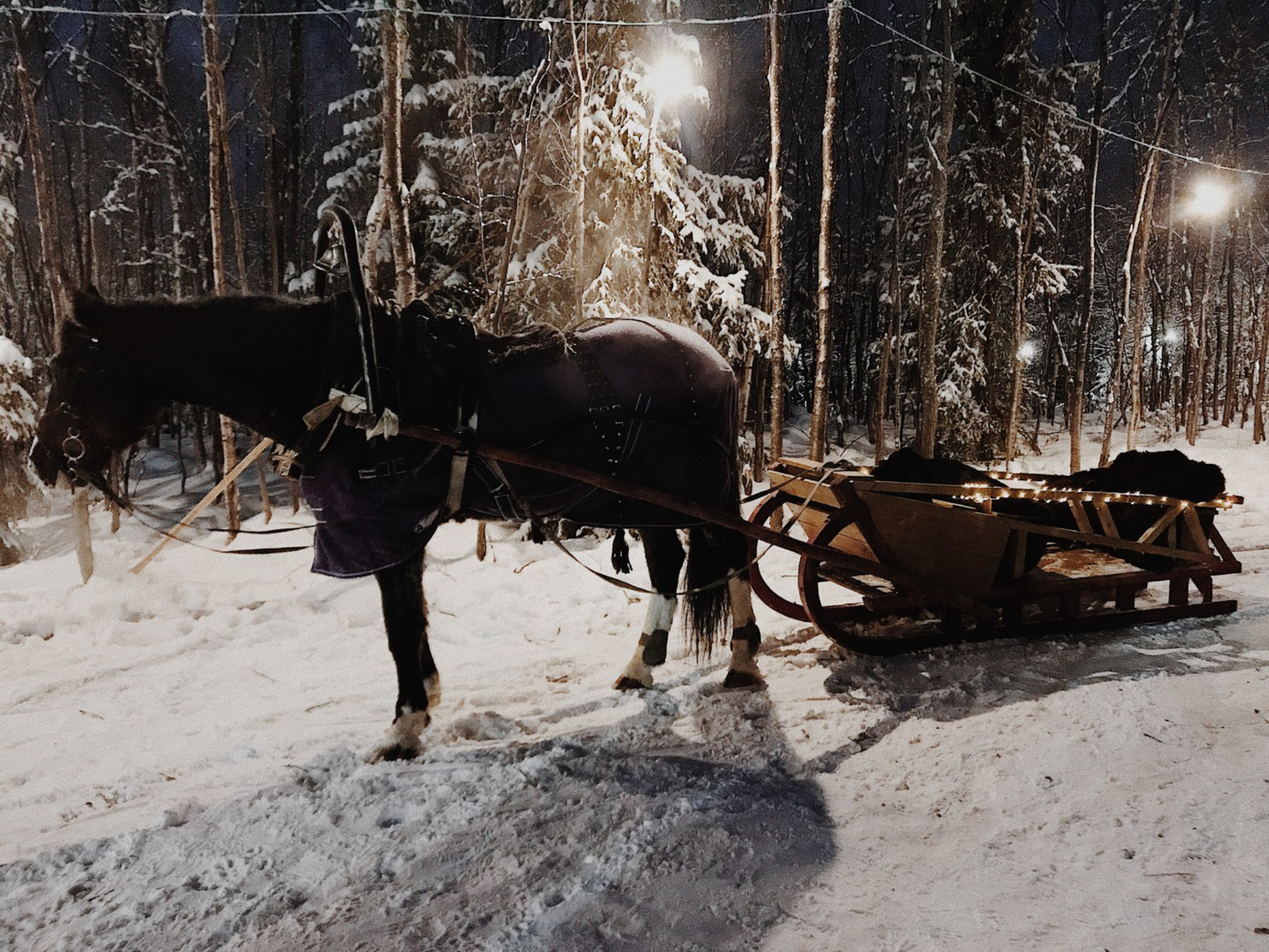 Запряженные сани. Автор: Анастасия Рейзес