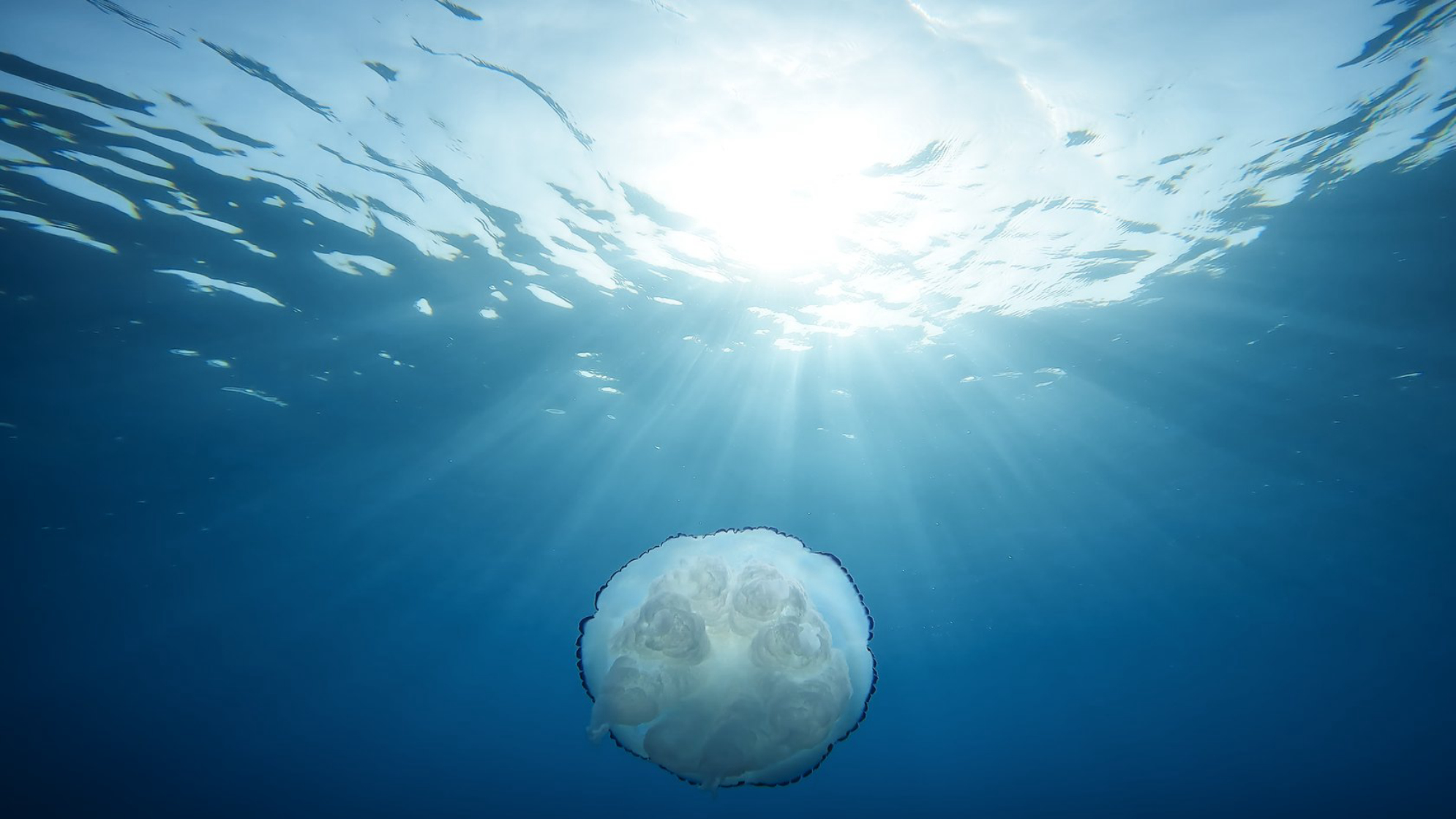Ужалила медуза: первая помощь, как лечить ожог и что делать дальше