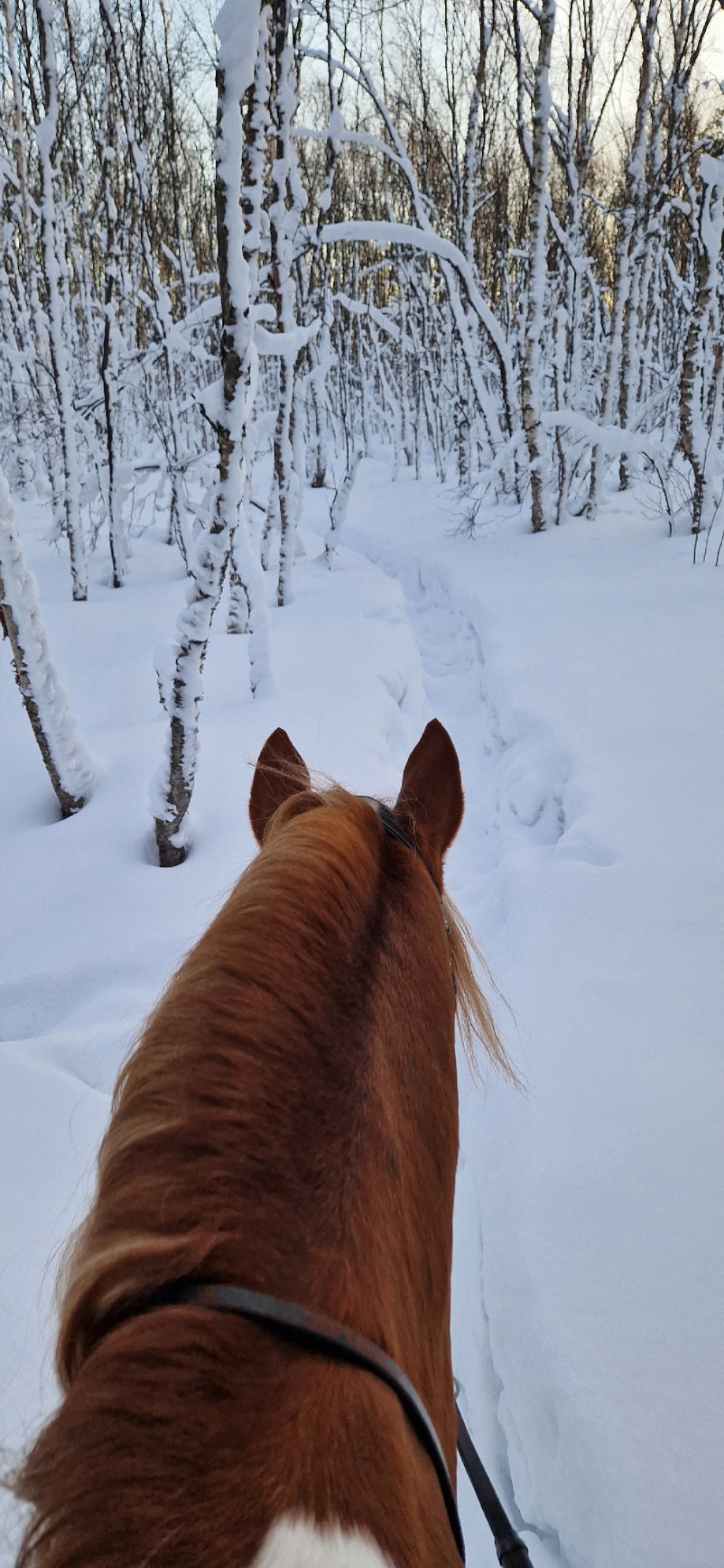 Прогулка верхом по зимнему лесу. Автор: Ксения Середова