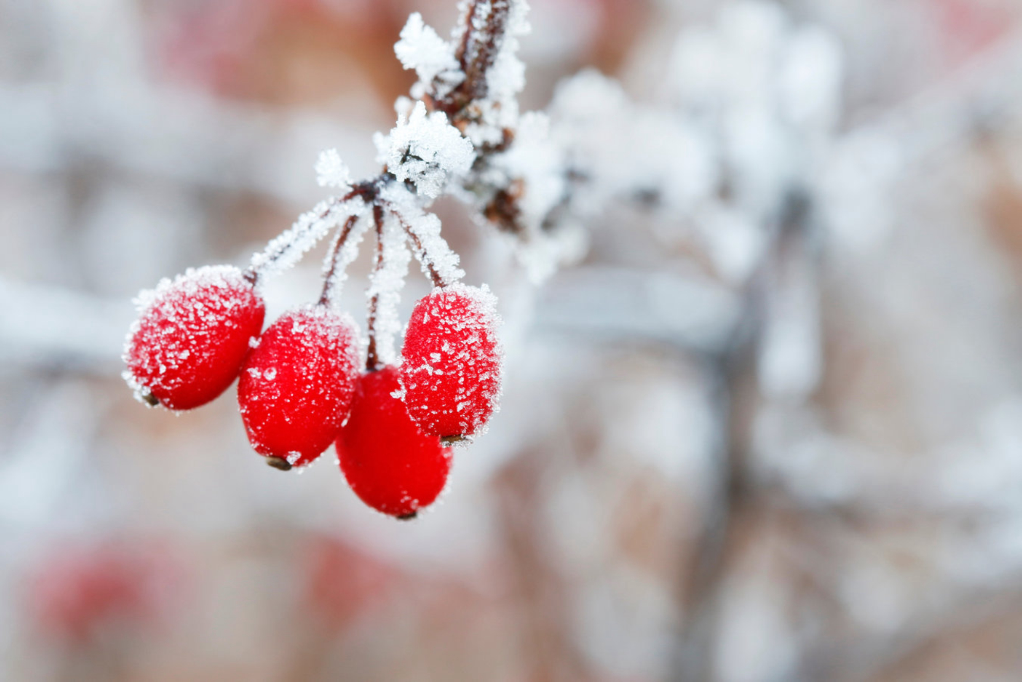 Красные ягоды на дереве под снегом. Зима, Россия. Источник: Shutterstock