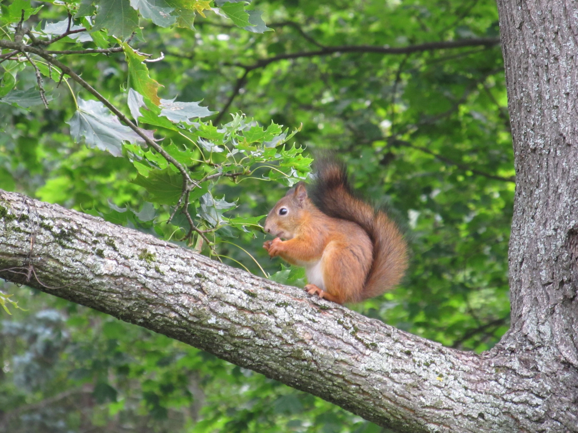 Белочки - местные жители парка аттракционов, поэтому им можно там находится.