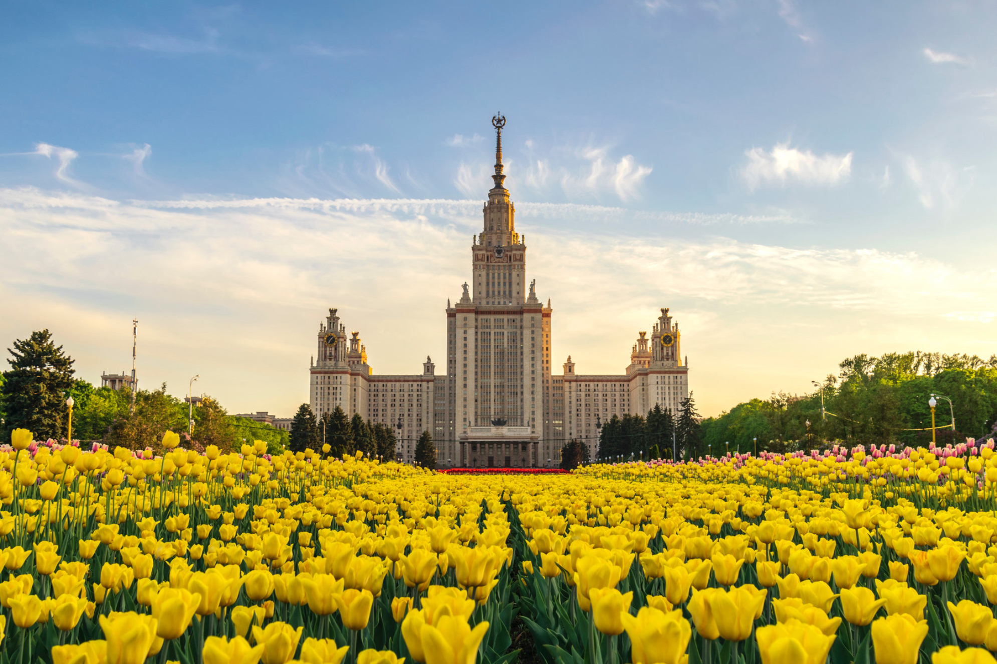Весенние тюльпаны перед Московским государственным университетом им. М. В. Ломоносова. Источник: Shutterstock