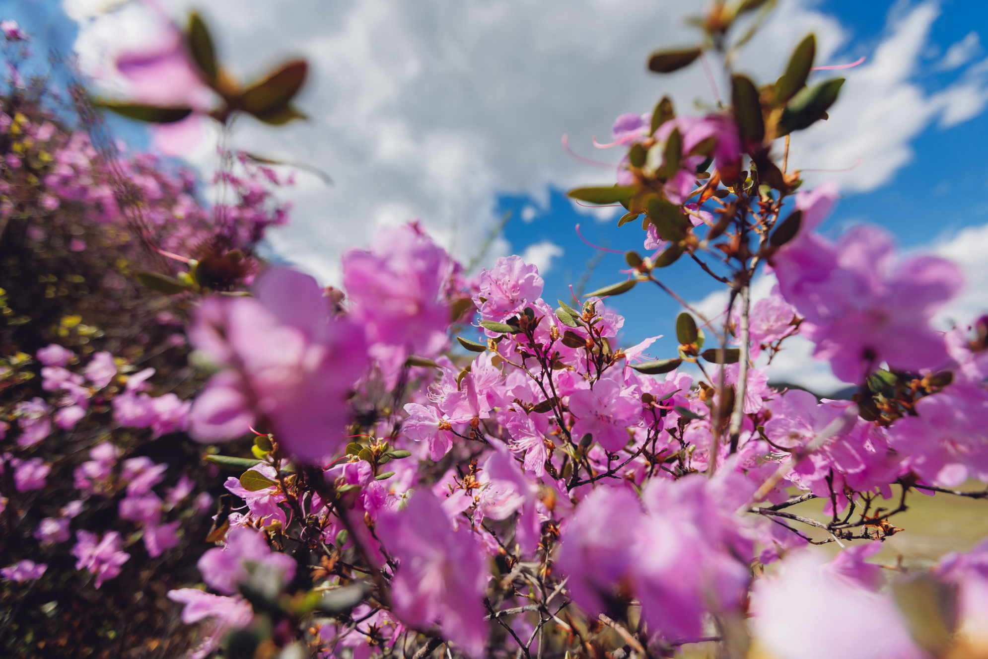 Красивые весенние горы, цветущий розовый маральник, дикий розмарин, Чуйский тракт, Алтай, Сибирь, Россия. Источник: Shutterstock