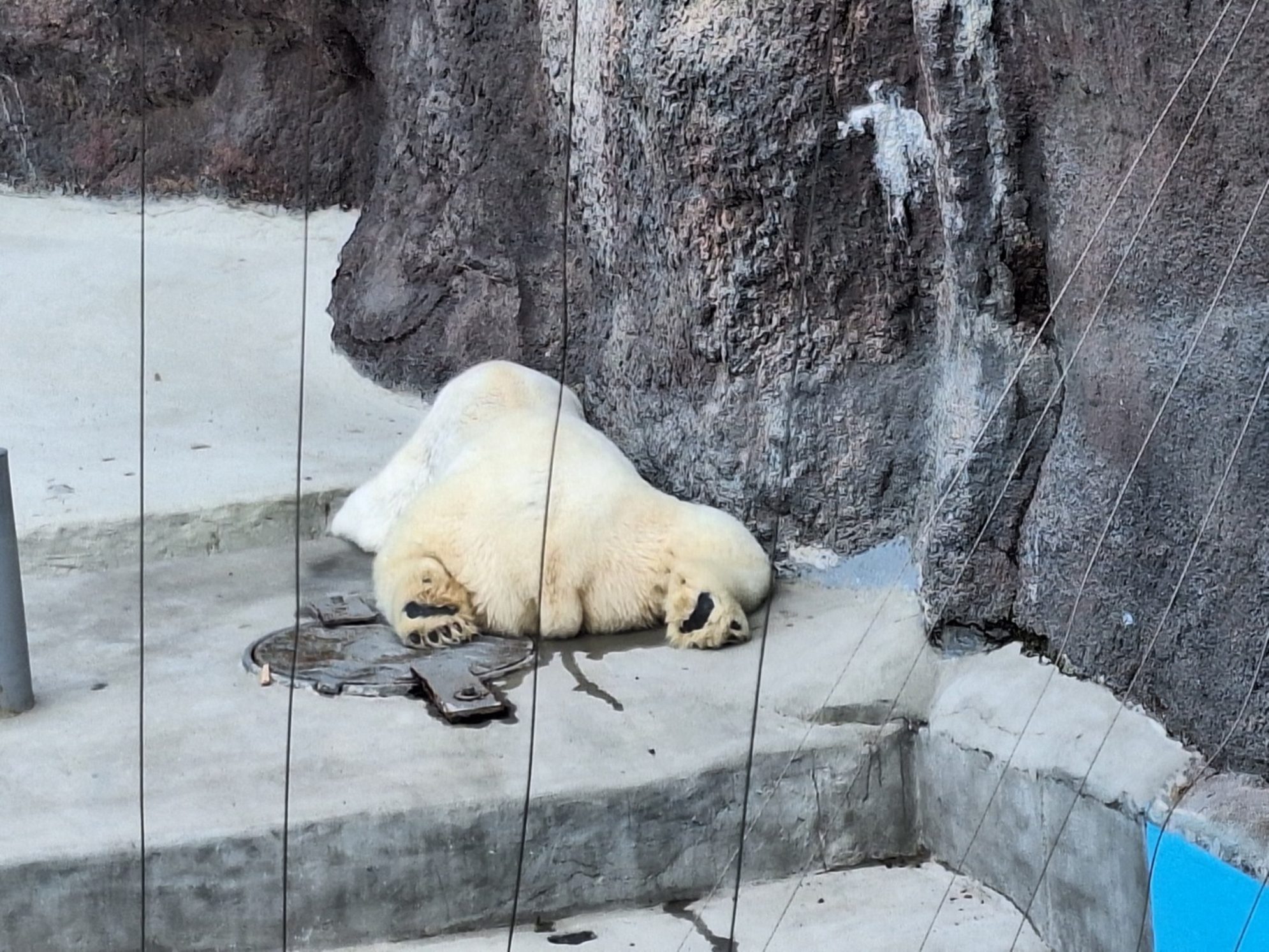Белый медведь во всей красе. Автор фото: Ирина Дорофеева