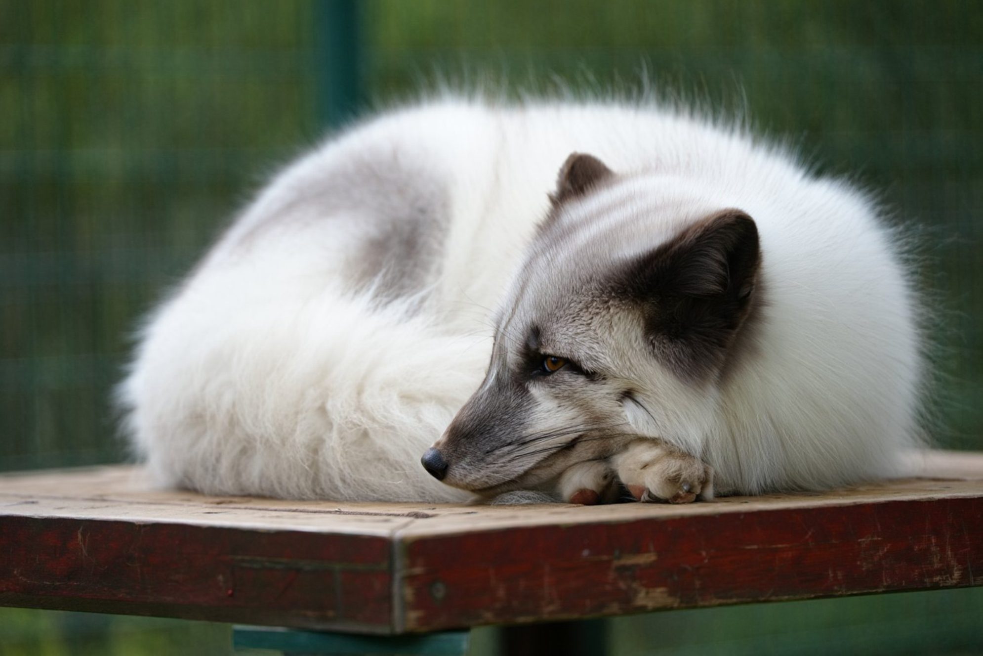 Снежная лиса в зоопарке.